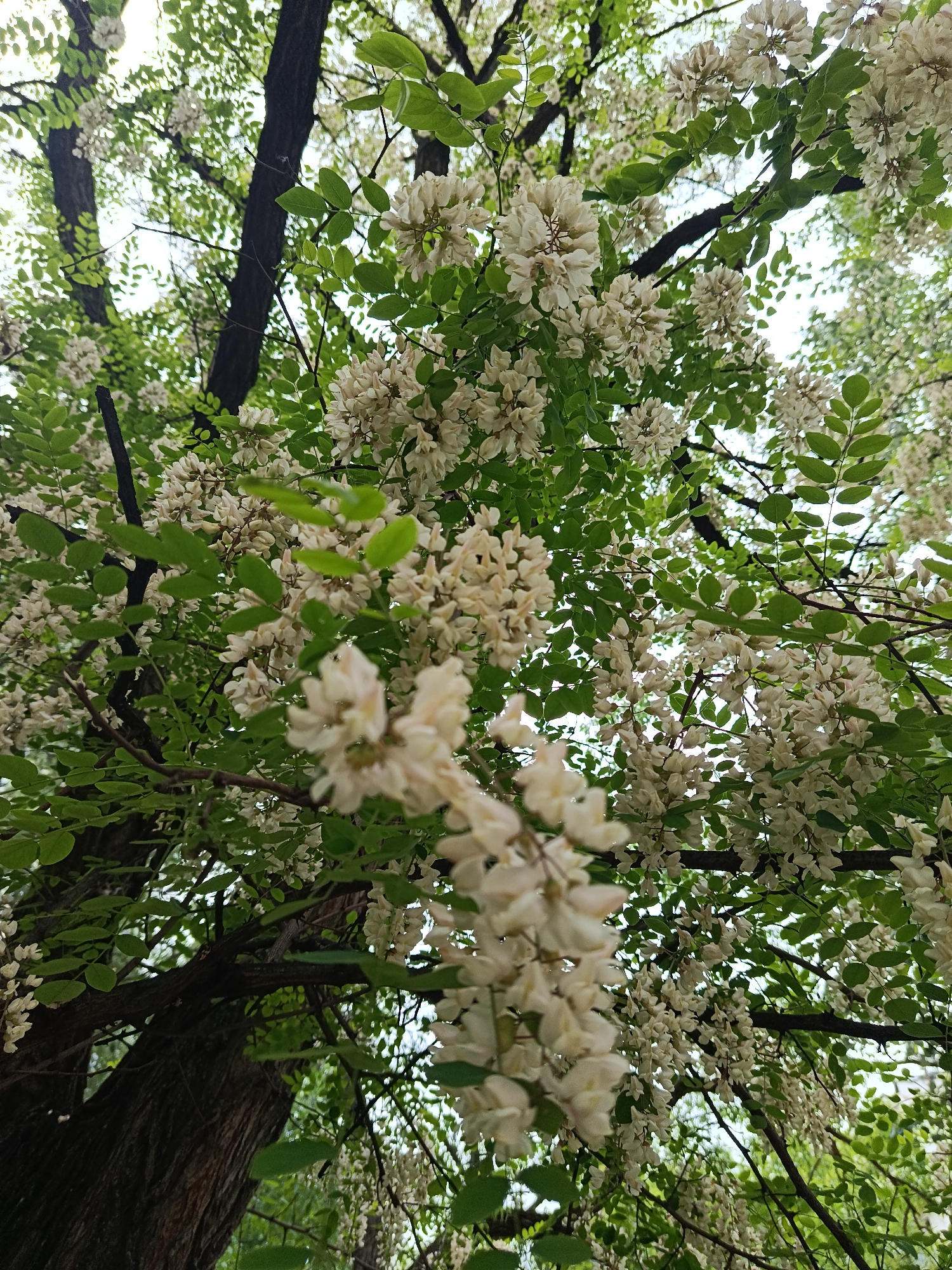 A vibrant, upward-facing shot captures the lush canopy of a blooming tree, likely a black locust (Robinia pseudoacacia), which is a common sight in areas like Moscow, Russia. The image is dominated by abundant clusters of white flowers, which hang in pendulous racemes, appearing almost cream-colored in the soft light. Bright green compound leaves provide a rich contrast to the blossoms and are scattered throughout the frame.
Dark, sturdy tree trunks and branches are visible, weaving through the foliage and flowers, anchoring the scene. The perspective is from below, looking up into the tree, with a bright, overcast sky serving as the backdrop, visible through the gaps in the dense leaves and flowers. The foreground flowers are gently blurred, creating a sense of depth and drawing the eye to the more defined blooms and foliage further into the tree. The overall impression is one of springtime abundance and natural beauty, with no people, discernible activities, or visible text.