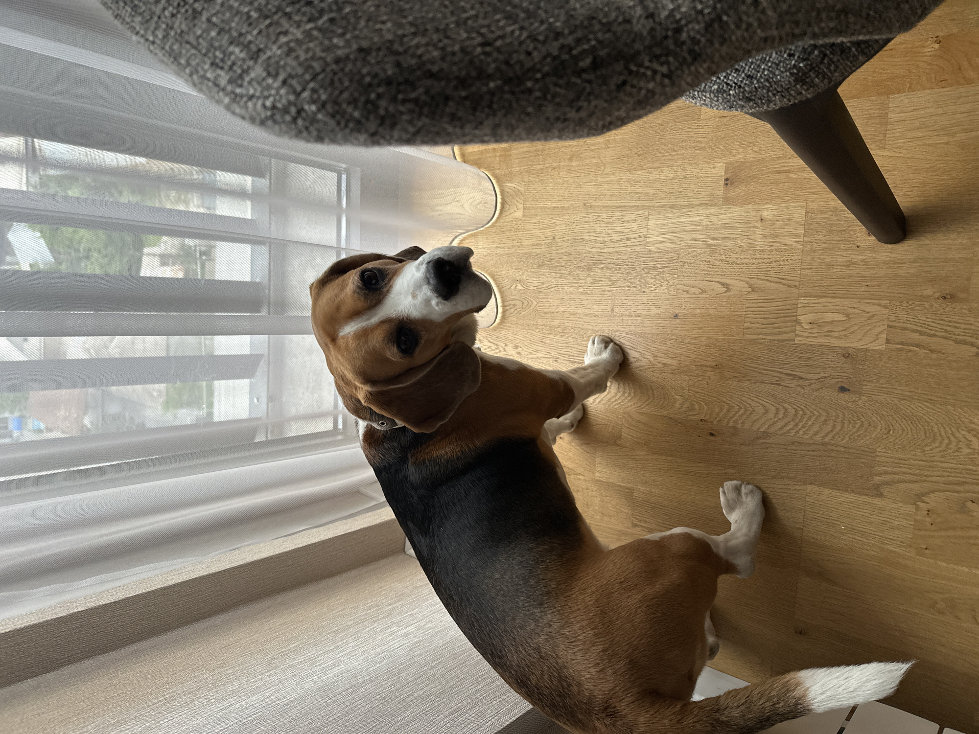 A beagle dog is standing on a wooden floor, looking up towards the camera. The dog has a brown and black body with a white belly and a white-tipped tail. It has floppy ears and a white and brown face. A window with white blinds is to the left of the dog. Above the dog is a portion of a gray fabric chair. The scene appears to be indoors. The city of Yerevan, Armenia is not explicitly visible in this image.