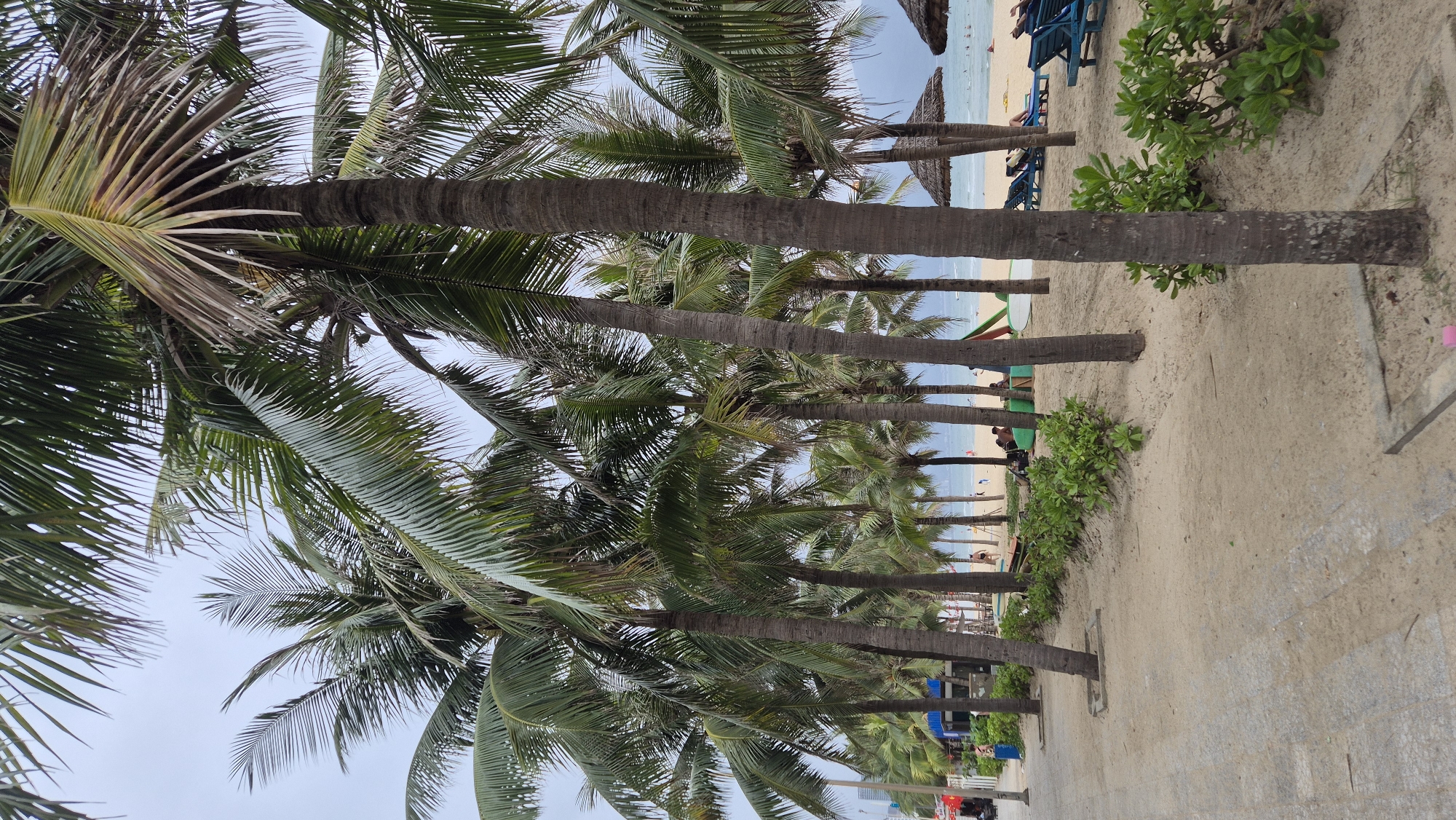 The image depicts a beach scene in Da Nang, Vietnam, characterized by numerous palm trees lining a sandy walkway and beach. In the foreground, a paved path runs parallel to the sand. Several palm trees stand tall and imposing, with their fronds casting shadows. Beyond the palm trees, the sandy beach is visible, dotted with beach chairs, umbrellas, and a few people. Some individuals are seen walking or sitting on the beach, while others are near some buildings or structures that appear to be on the edge of the beach. In the background, the sea stretches out to the horizon, with a hazy sky overhead. The overall atmosphere is relaxed and tropical, suggesting a typical day at a beach resort.