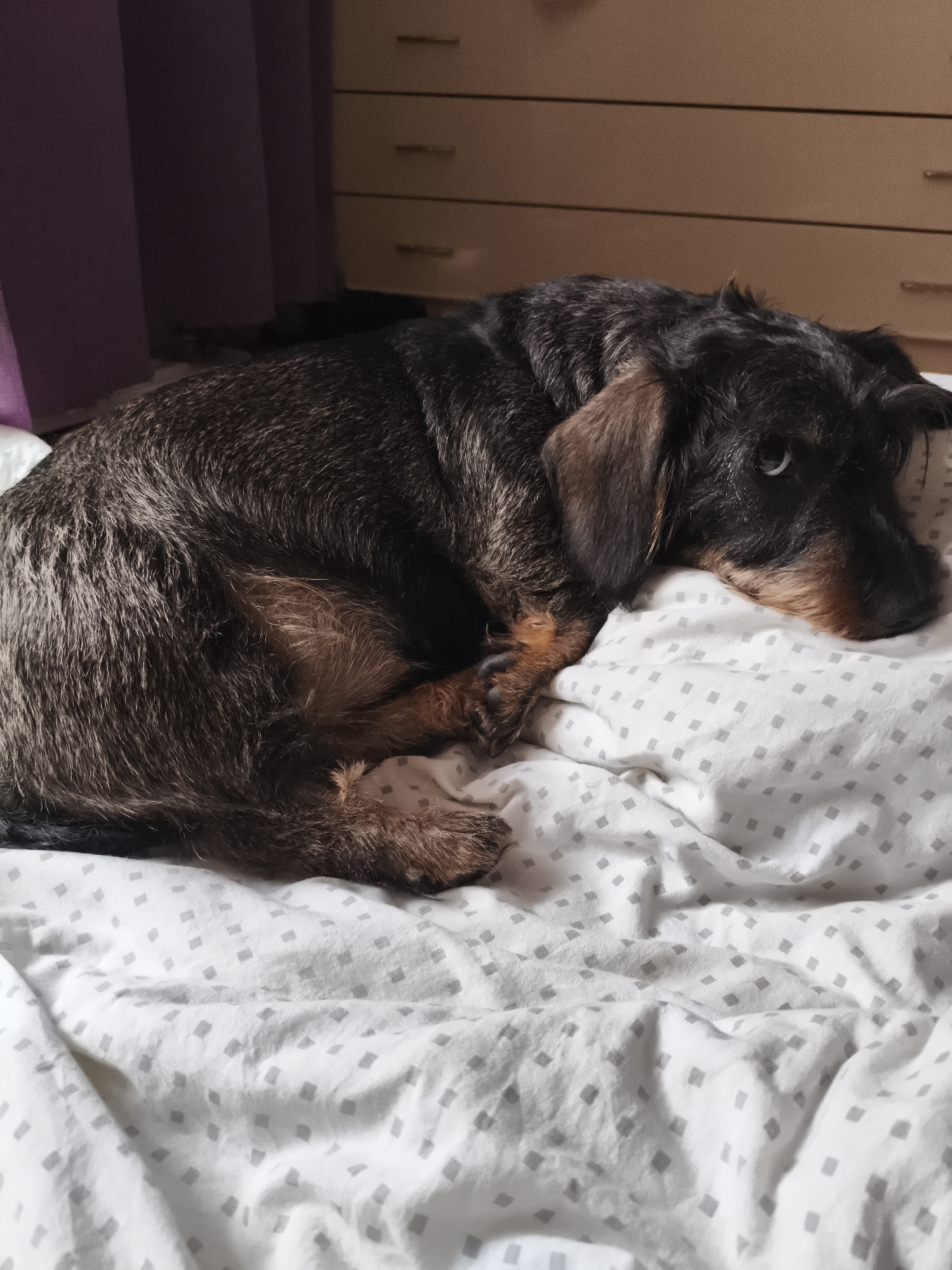 A wire-haired dachshund is curled up on a bed with white and grey patterned sheets. The dog is predominantly black and brown, with its head resting on the pillow and its eyes looking forward. In the background, a blurred dresser with wooden drawers is visible, and to the left, a purple curtain. The scene suggests an indoor setting, likely a bedroom, within a residence in Chaikovsky, Russia.