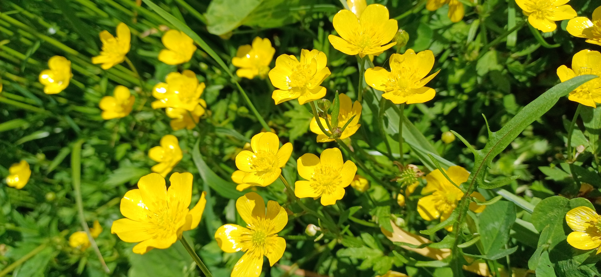 The image presents a vibrant close-up of numerous bright yellow flowers, identified as buttercups (likely Ranunculus species), blooming luxuriantly amidst a dense backdrop of green leaves and grass. The flowers are the central subject, each displaying multiple glossy petals that reflect the light, and a prominent cluster of central stamens.
The scene is captured in natural, bright daylight, suggesting a sunny morning or afternoon. This strong illumination creates distinct highlights on the waxy petals of the buttercups and casts soft shadows, contributing to the depth of the image. Some flowers are in sharp focus in the mid-ground, while others closer to the foreground and further in the background are softly blurred, emphasizing the rich texture and natural arrangement of the flora. Various green leaves, including slender blades of grass and broader, lobed foliage associated with the buttercups, fill the background, creating a verdant environment. A few unopened flower buds are also visible, indicating ongoing growth.
There is no specific activity taking place, as the image is a still life capturing the flowers in their natural state. The setting appears to be an outdoor, uncultivated area such as a meadow, field, or a wild patch within a garden. No people or objects of human origin are present. The cheerful yellow of the flowers evokes feelings of freshness and natural beauty. No visible text is present in the image. The location context provided for this scene is Saint Petersburg, Russia.