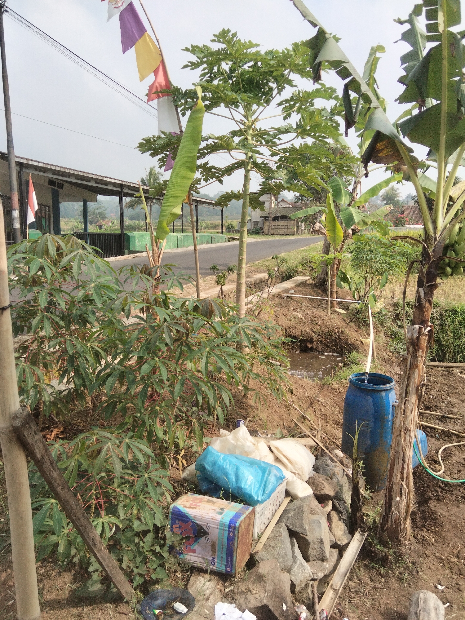 The image depicts an outdoor scene in Cikadu, Indonesia, likely a rural or semi-rural area based on the vegetation and simple structures. In the foreground, a cassava plant with palmate leaves is prominent, with a bamboo pole leaning against it. To the right, a large blue plastic barrel is positioned in the dirt, with a green hose attached to it. Next to the barrel is a banana tree with green bananas, and a tall papaya tree with distinctive lobed leaves stands behind the cassava plant. In the background, a road is visible, bordered by low green structures, possibly planters or low walls. A building with a covered walkway and several flags, including an Indonesian flag, are visible to the left. There are also piles of white and blue plastic bags and some rocks near the blue barrel. The ground is composed of dirt and dry vegetation. The sky is overcast. There are no people visible in the image.