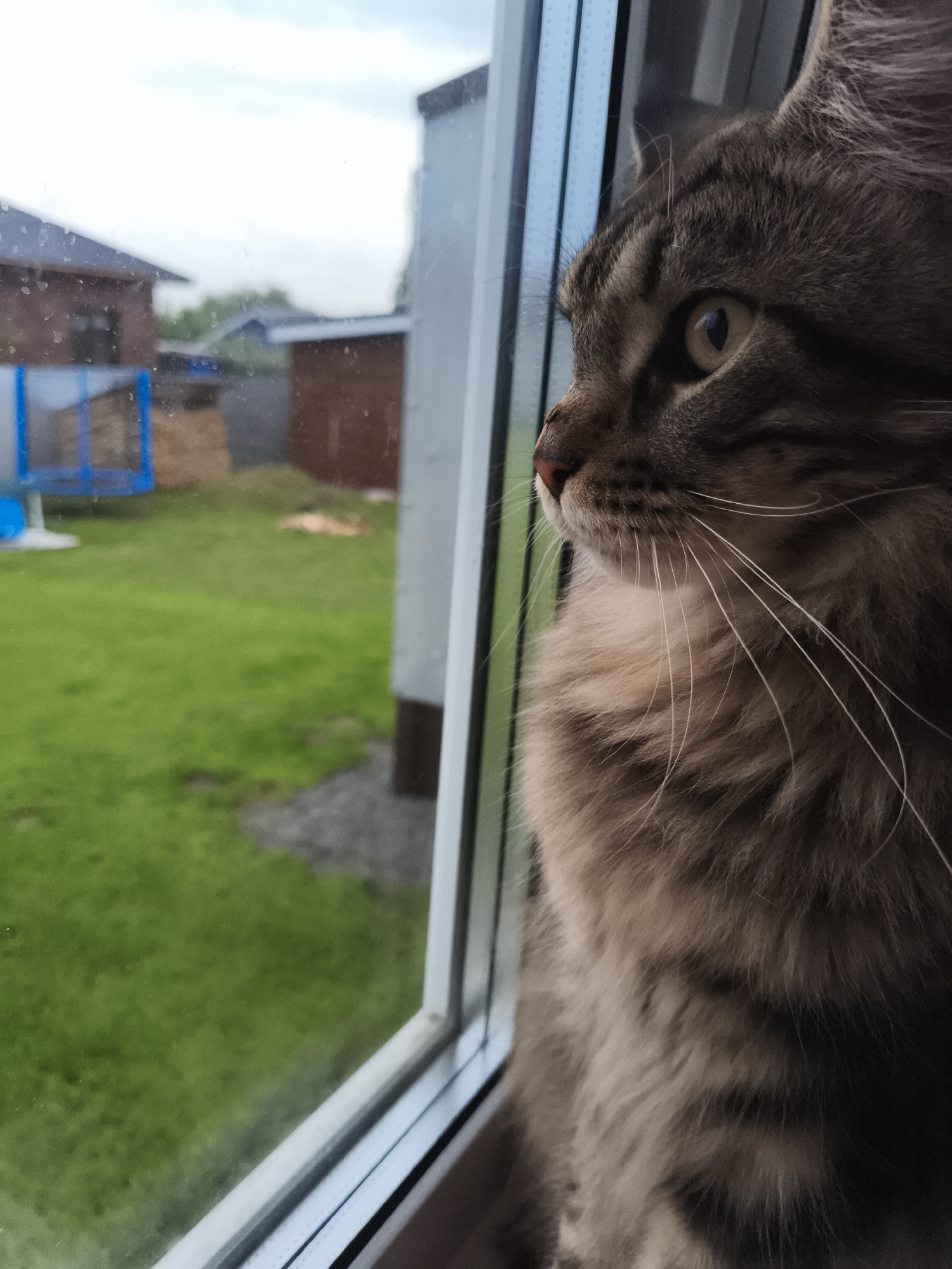 A close-up shot shows a long-haired tabby cat sitting on a windowsill, gazing out of a window. The cat is primarily brown with stripes and a fluffy chest, and its whiskers are prominently displayed. Outside, there is a green lawn and a glimpse of neighboring buildings, including one with a blue trampoline. The scene is located in Русский Вожой, Russia, as determined by the prompt's specification.