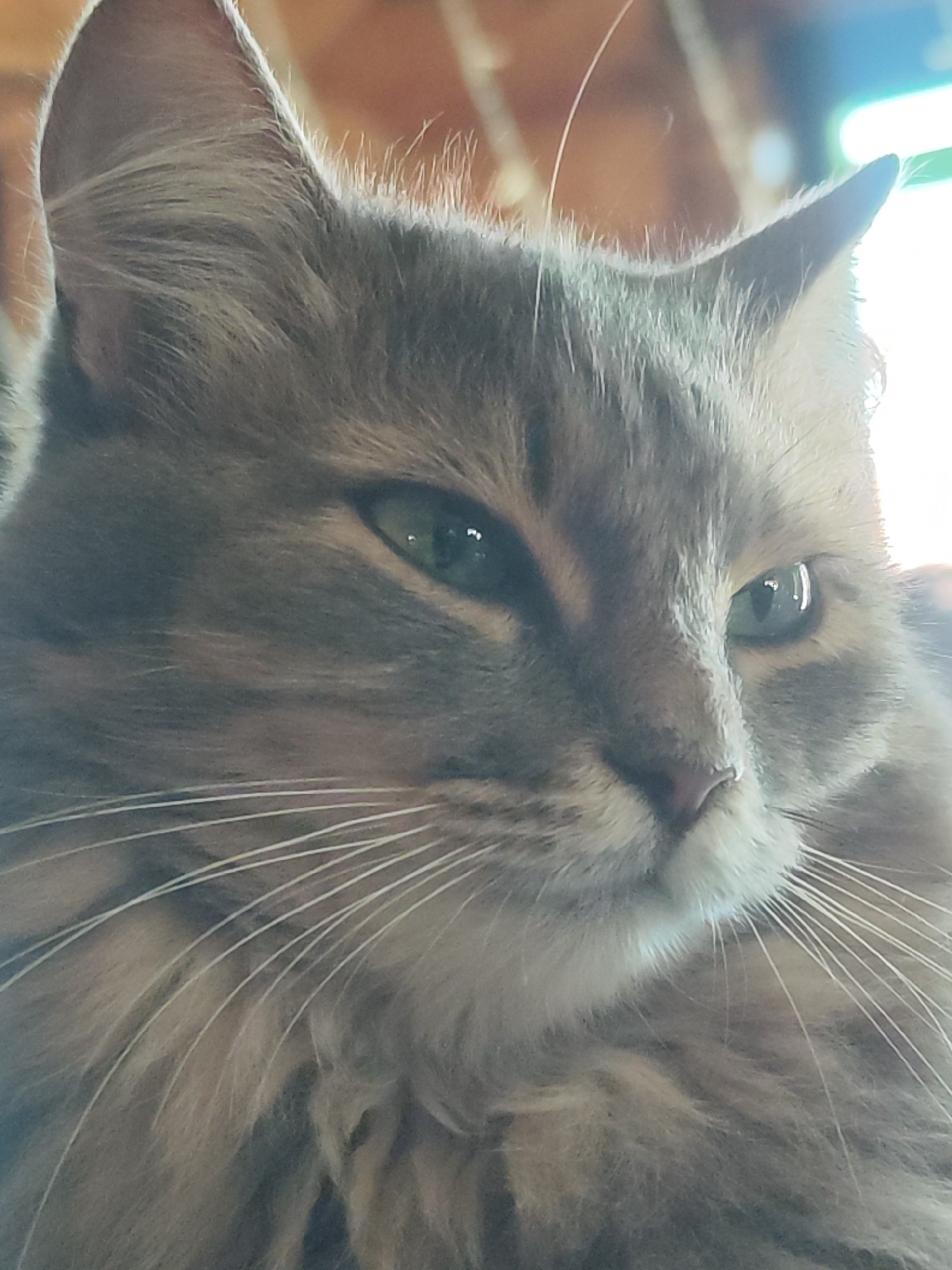 This is a close-up, head-and-shoulders shot of a long-haired, grey tabby cat. The cat's ears are alert, and its green eyes are partially closed, giving it a relaxed or sleepy appearance. Its whiskers are long and white, fanning out from its muzzle. The background is blurred and appears to be indoors, with warm wooden tones and a bright light source suggesting a window or lamp. The cat is the sole subject. There is no discernible location in the city of Chaikovsky, Russia, associated with this image.