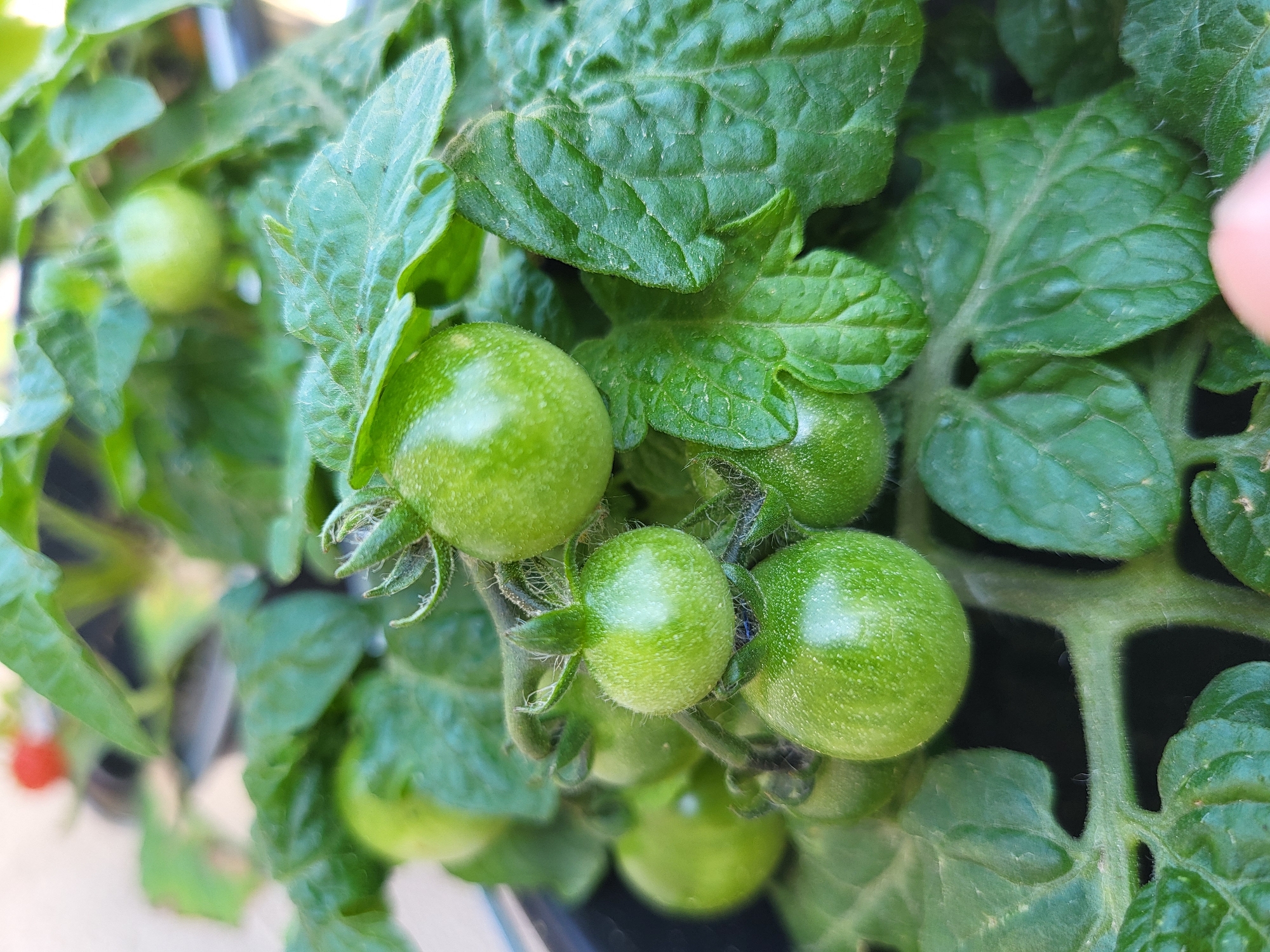 A close-up photograph captures a vibrant cluster of unripe, green cherry tomatoes growing on a plant. Several small, round tomatoes are prominently displayed in the foreground, characterized by their smooth yet subtly speckled or fuzzy skin and bright green hue. Each tomato is attached to a fuzzy green stem, with visible hairy calyxes at their base.
The surrounding leaves are a rich green, showcasing intricate vein patterns and a slightly textured, somewhat crinkled surface. Fine, white, hair-like structures (trichomes) are visible on both the stems and leaf surfaces, particularly in magnified views. The lighting suggests a bright, sunny day, with highlights reflecting off the tomatoes and foliage.
The background is softly blurred, revealing additional green plant matter and a deeply out-of-focus red object on the far left, possibly another ripening tomato. A light-skinned finger is partially visible in the upper right corner, indicating human presence, perhaps during gardening or inspection. The image emphasizes the detailed textures and fresh green colors of the growing plant. No text is visible.