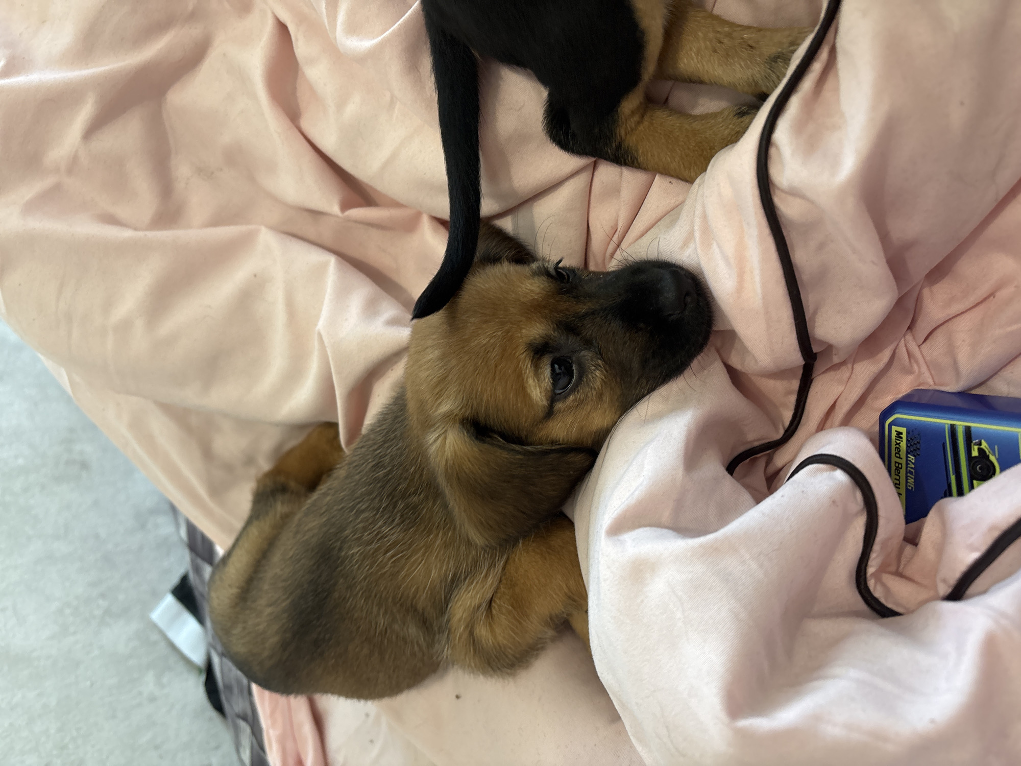 A high-angle, close-up shot depicts a light brown puppy with a black snout, lying on a light pink wrinkled sheet with a black trim. Part of another puppy, identifiable by its black tail and tan paws, is also visible. A blue box is partially visible at the right side of the image. Location: Unknown, Unknown. No people are visible.