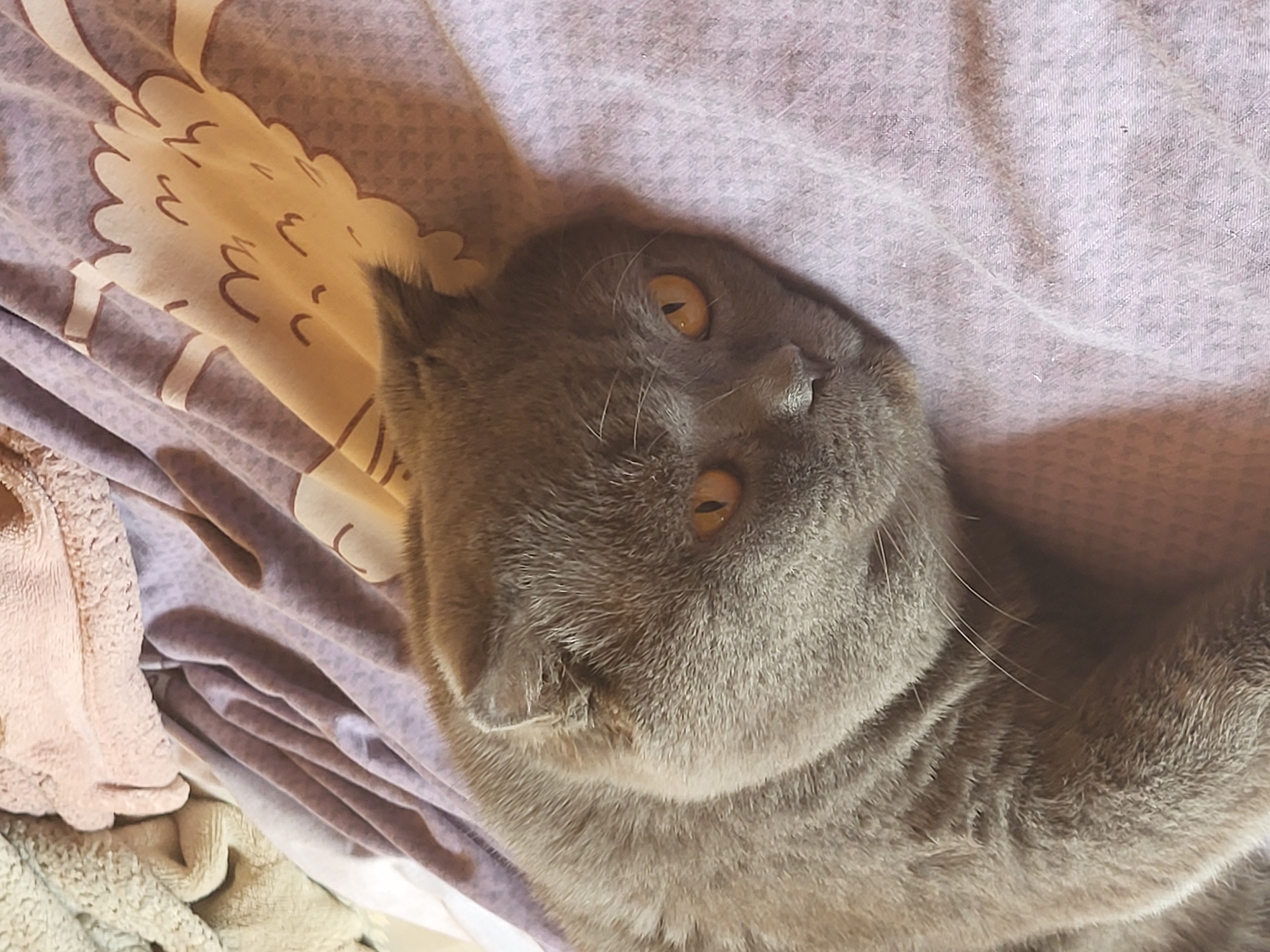 A grey Scottish Fold cat is lying on a bed or pile of laundry, looking up at the camera. The cat has amber eyes and short, folded ears, characteristic of the breed. The bedding includes patterned fabric, solid purple material, and folded towels. The location is Unknown, Unknown.