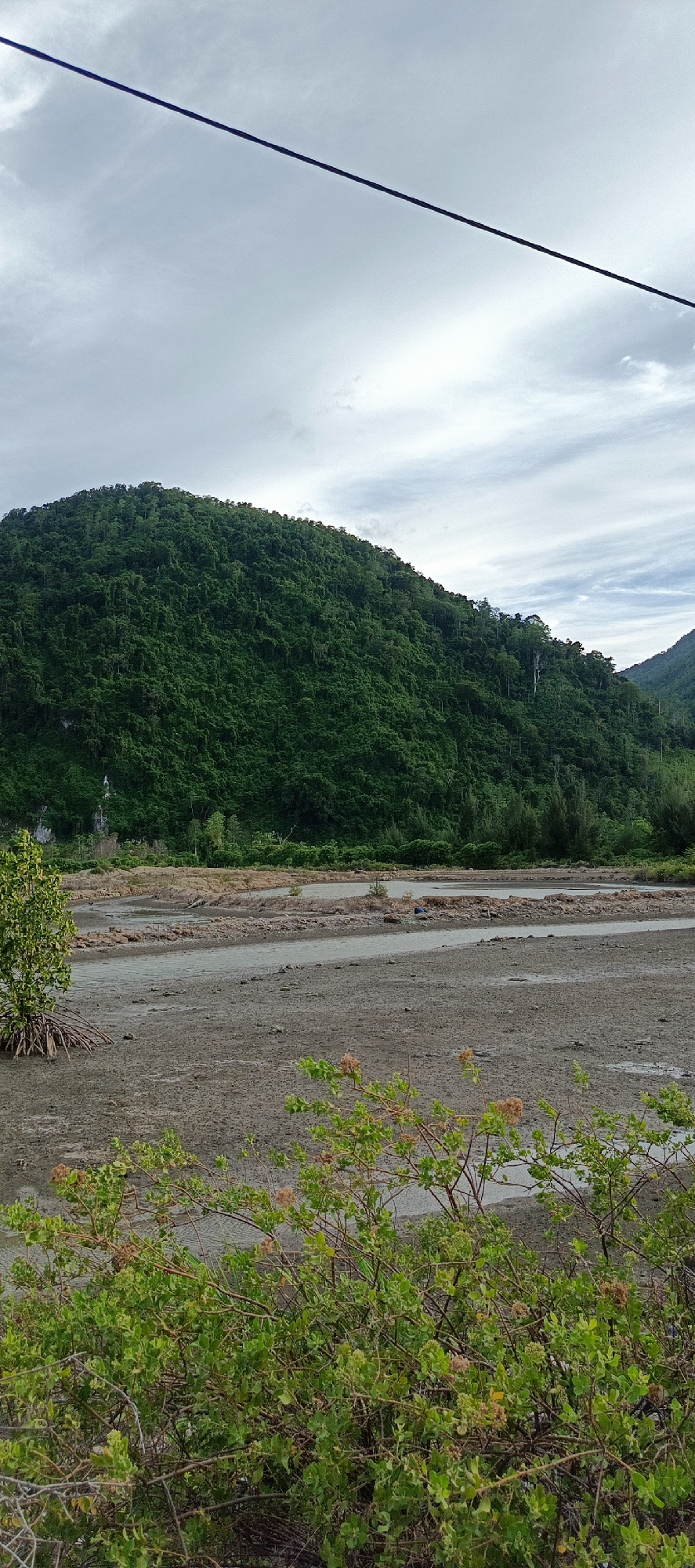 The image depicts a coastal landscape in Lamguron, Indonesia, characterized by a large, verdant, jungle-covered hill dominating the background. The hill's steep slopes are densely packed with trees, creating a thick, green canopy. In the middle ground, a muddy, tidal flat stretches across the scene. This flat appears to be a former riverbed or estuary, with visible channels of water and exposed mud. Several small, sandy mounds or levees are interspersed throughout the flat, suggesting recent excavation or natural sedimentation.
In the foreground, a sparse scattering of low-lying green bushes and shrubs with a few brown seed pods grows from the muddy ground. To the left of the middle ground, a solitary young tree with exposed, tangled root systems stands on the edge of the tidal flat. The sky above is overcast with a mix of white and gray clouds, with a dark power line diagonally bisecting the upper portion of the frame. The overall impression is one of a remote, natural environment experiencing tidal influences, with human infrastructure indicated only by the power line. No people or specific actions are visible in the scene.