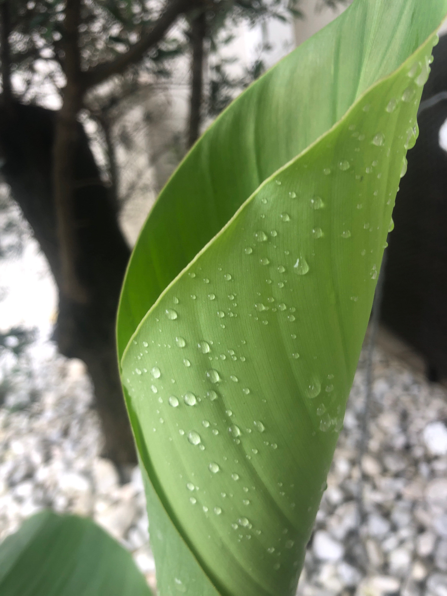 A close-up, shallow-depth-of-field shot captures a bright green, uncurling leaf with numerous small water droplets clinging to its surface. The leaf is the primary subject, positioned diagonally across the frame, with its veins clearly visible. In the blurred background, a dark tree trunk with branches is visible, suggesting an outdoor setting. The ground appears to be covered with small, light-colored stones. The overall impression is one of freshness and nature, possibly after a rainfall, within the city of Sierndorf, Austria. There are no people or animals present in the image, and no discernible actions are taking place.
