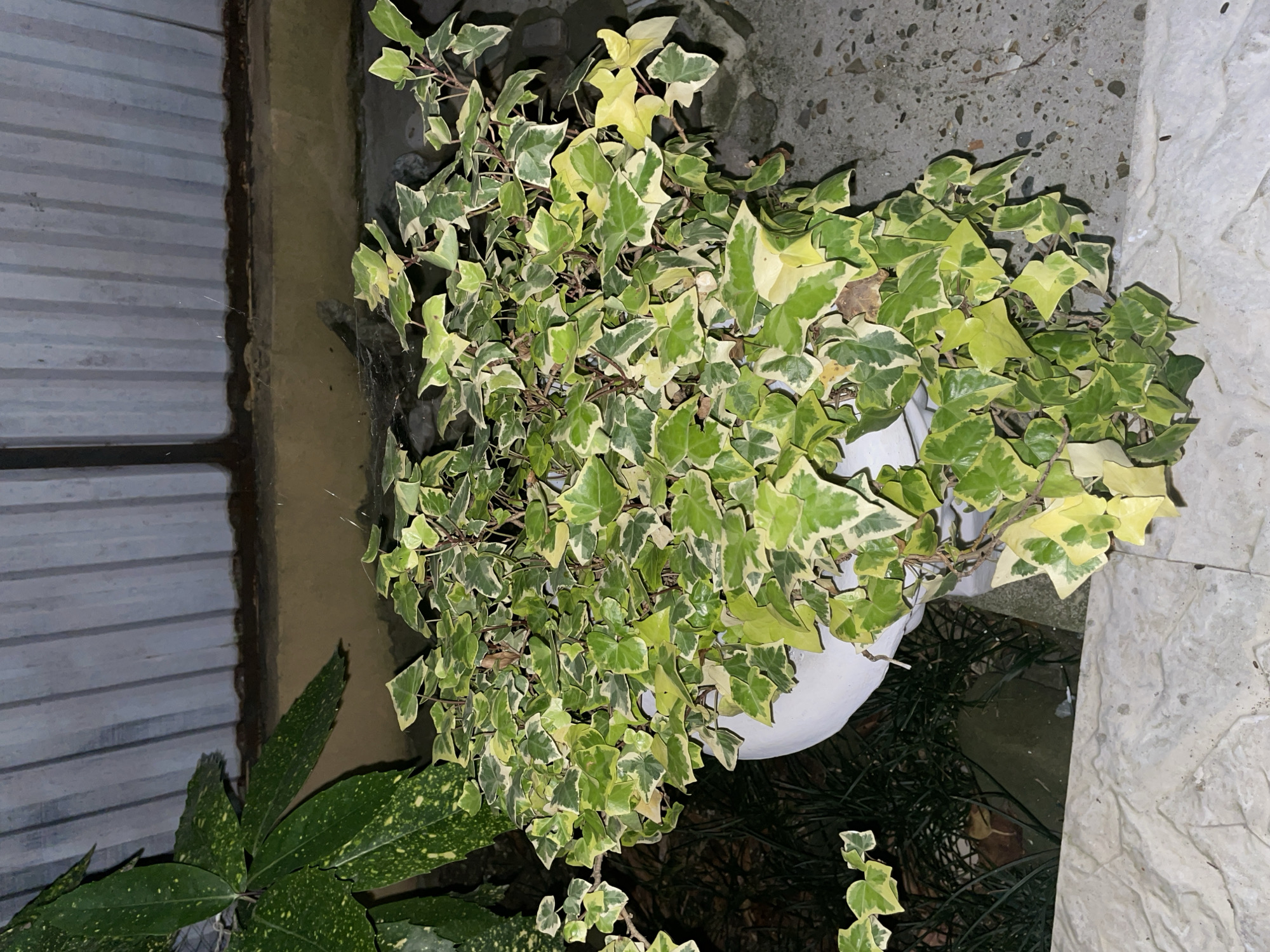 A potted plant, with variegated green and yellow leaves, sits in front of a corrugated metal fence and a concrete wall. To the left of the potted plant, another plant with large, dark green leaves speckled with yellow is visible. The ground is paved with grey concrete. The scene appears to be outdoors, possibly in a backyard or patio area. The lighting suggests it is nighttime or dusk.