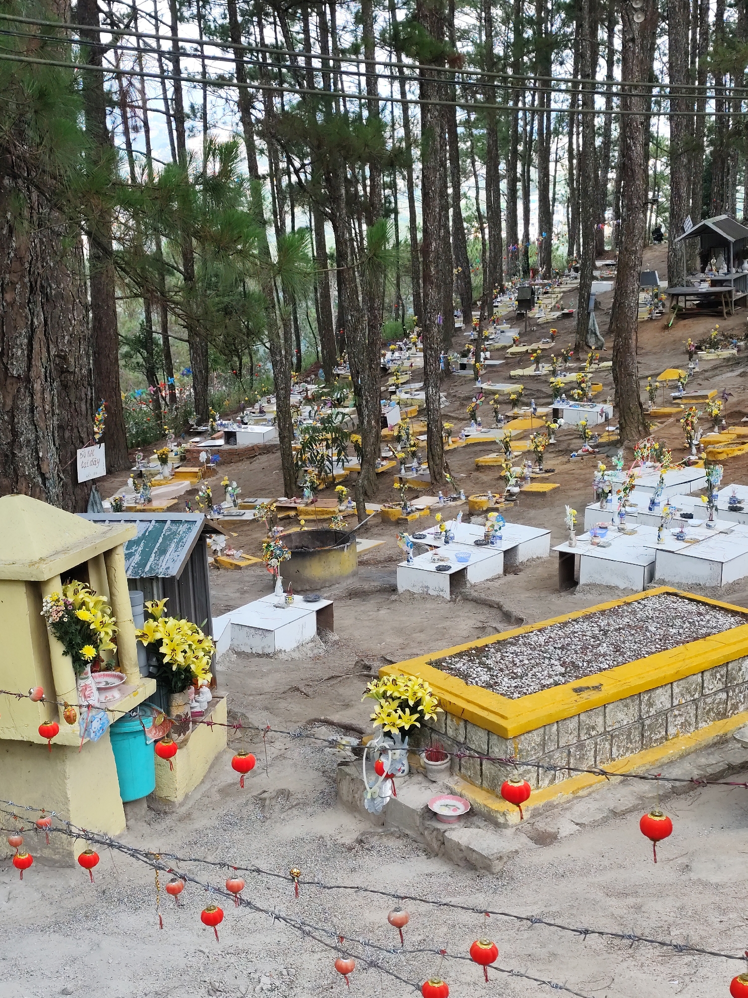 The image shows a cemetery located in a pine forest, potentially in the city of Xuân Thành, Vietnam. Numerous graves are visible, many adorned with yellow flowers and offerings. The graves are a mix of white and yellow rectangular structures, with some covered in stones. In the foreground, a tomb is bordered by a strand of barbed wire decorated with small red lanterns. A small yellow structure with flowers stands near a turquoise-colored container. The ground is covered with sand and the surrounding environment consists of tall pine trees. A small shed is visible in the background. A sign is posted on a grave on the left side.