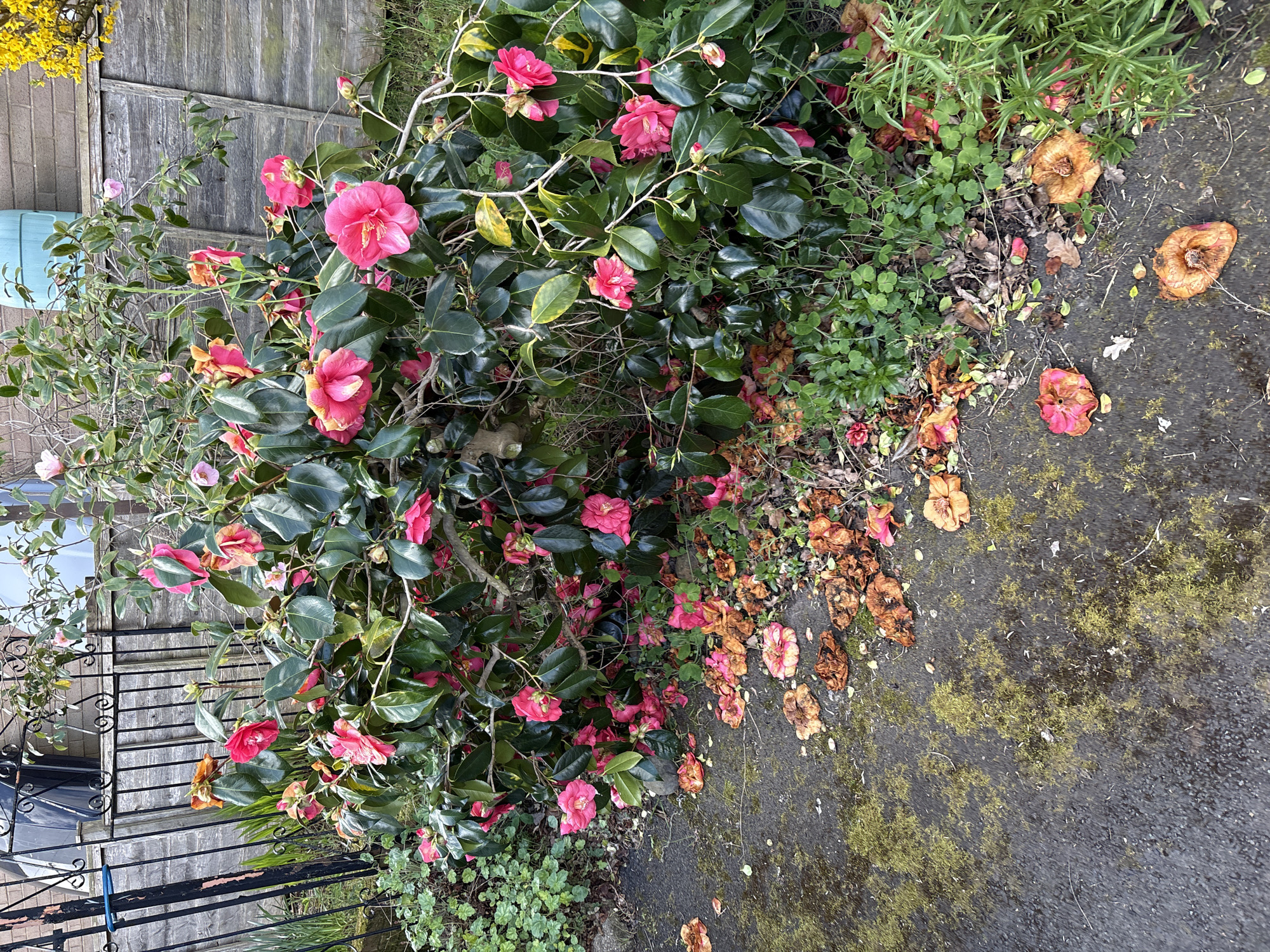 The image depicts a vibrant pink flowering bush, likely a camellia, located adjacent to a gray, moss-covered paved surface. The bush is situated next to a weathered wooden fence on one side and a black metal fence on the other. Fallen blossoms, in various stages of decay, litter the pavement and surrounding ground cover. The location is Longden, United Kingdom. There are no people visible in the scene.