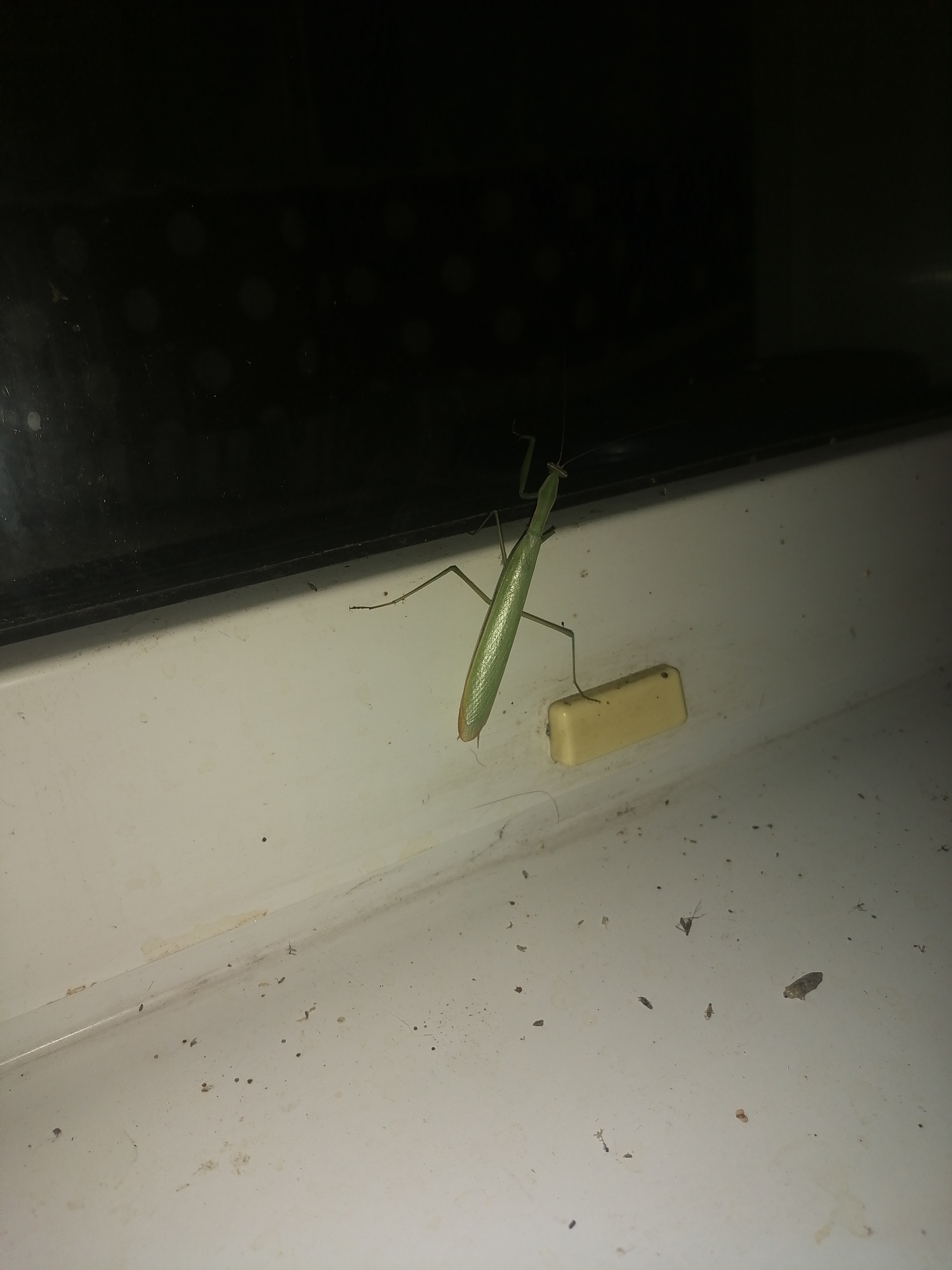 A green praying mantis is perched on a light-colored, textured surface, possibly a windowsill, in what appears to be an indoor setting. The mantis is positioned in the center-right of the frame, with its body angled slightly upwards and to the left. Its forelegs are raised in a characteristic praying stance. To the right of the mantis is a small, rectangular, light-yellow object with a single hole on its top surface. The background of the image is dark and out of focus, suggesting a low-light environment or a distant area. The surface the mantis is on is speckled with small dark debris. The city of Novopokrovka, Russia, is not depicted in this image, as it shows a close-up of an insect on a surface without any discernible environmental cues of the specified location.