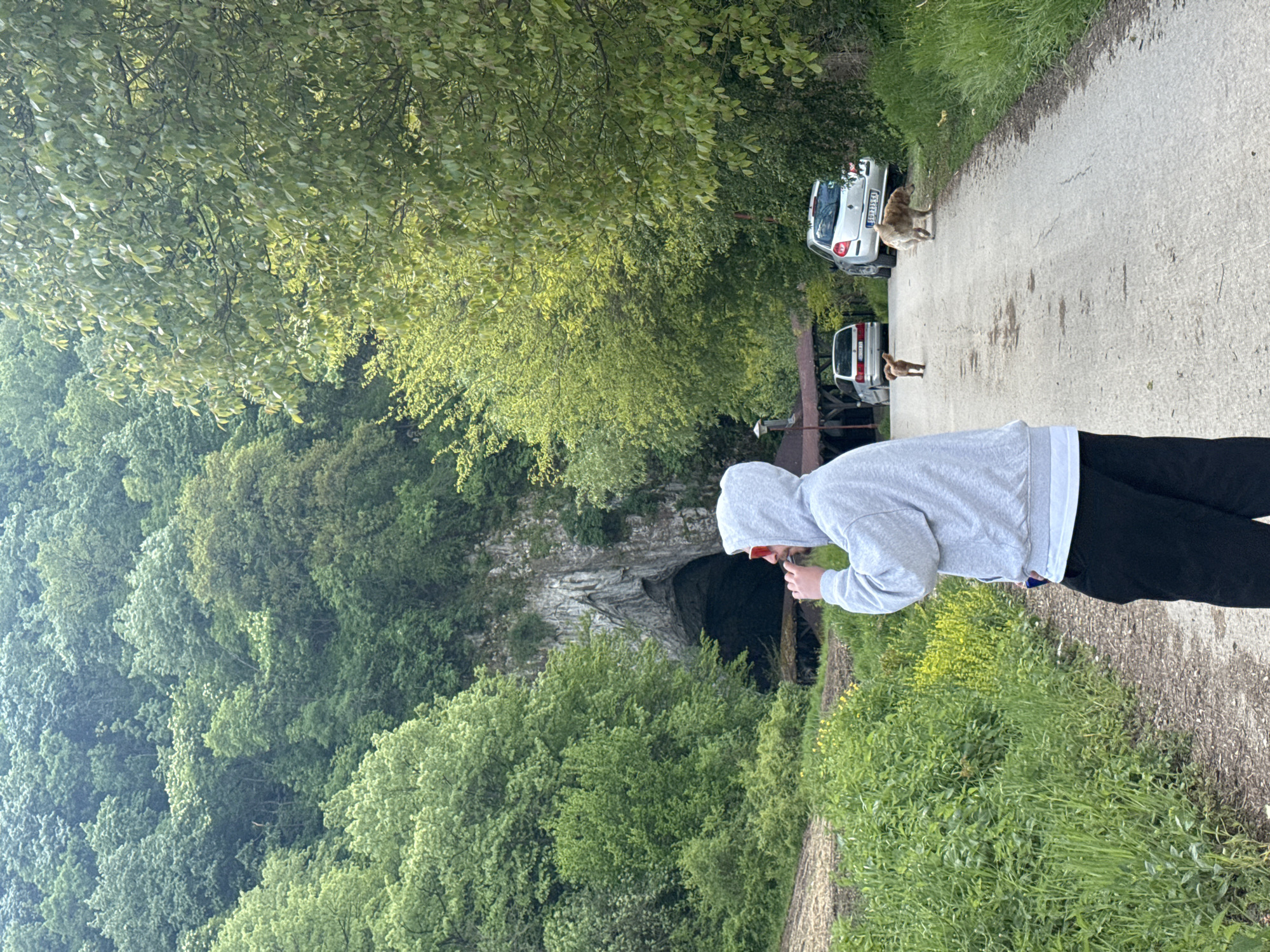 The image depicts an outdoor, rural scene with a paved road or path cutting through a heavily vegetated landscape. Lush green trees and foliage dominate the scene, suggesting a dense forest or woodland environment in Klinci, Serbia.
In the foreground, on the right side of the path, a person is visible from the waist up, facing towards the left. They are wearing a light grey hooded sweatshirt with the hood pulled over their head, and dark pants. The person appears to be holding a small dark object, possibly a phone or camera, and looking towards a large cave entrance in the distance. Their face is partially obscured.
Further down the path, towards the left, two dogs are present. One is a medium-sized, light brown or golden-colored dog standing near a parked silver or white car on the left side of the path. Behind this car, another lighter-colored car is parked, and a smaller, darker brown dog is visible closer to it on the path.
The background features a prominent, dark cave entrance or tunnel opening carved into a rocky cliff face, surrounded by dense green trees and vegetation. The road appears to lead in the direction of this natural formation. The cars are parked off to the side of the path, suggesting visitors are exploring the area.
The lighting indicates daytime, likely late morning or afternoon, with soft, diffused light suggesting a mild, possibly overcast, day. The overall atmosphere is tranquil and observational. Visible text includes license plates on the parked cars: "SD 233-GN" on the closer car and "SD 284-GD" on the farther car, indicating the Smederevo district, consistent with the specified location of Klinci, Serbia.