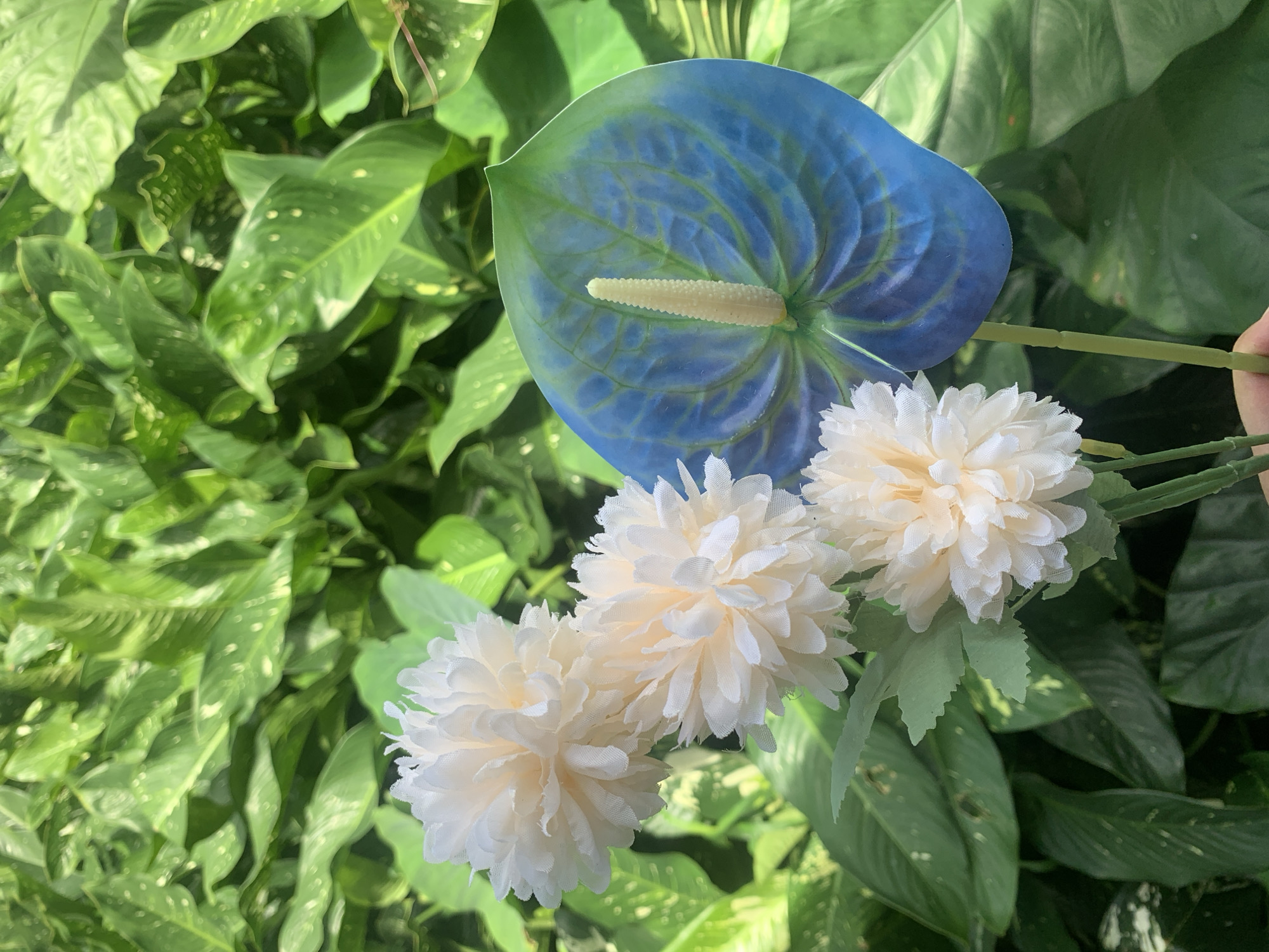 This is a close-up, eye-level, outdoor shot of artificial flowers against a backdrop of lush green foliage. In the foreground, three light cream-colored, fluffy, ball-shaped artificial flowers are arranged vertically on the left side of the frame. To the right of these flowers is a striking, artificial anthurium flower with a vibrant blue spadix, accented with green veins and a creamy white spadix. The background is filled with large, glossy green leaves of what appears to be a tropical plant. The lighting suggests a bright, natural environment. This image does not depict Kuala Pembuang, Indonesia, as there are no identifiable landmarks or clues to suggest a specific city or country.
