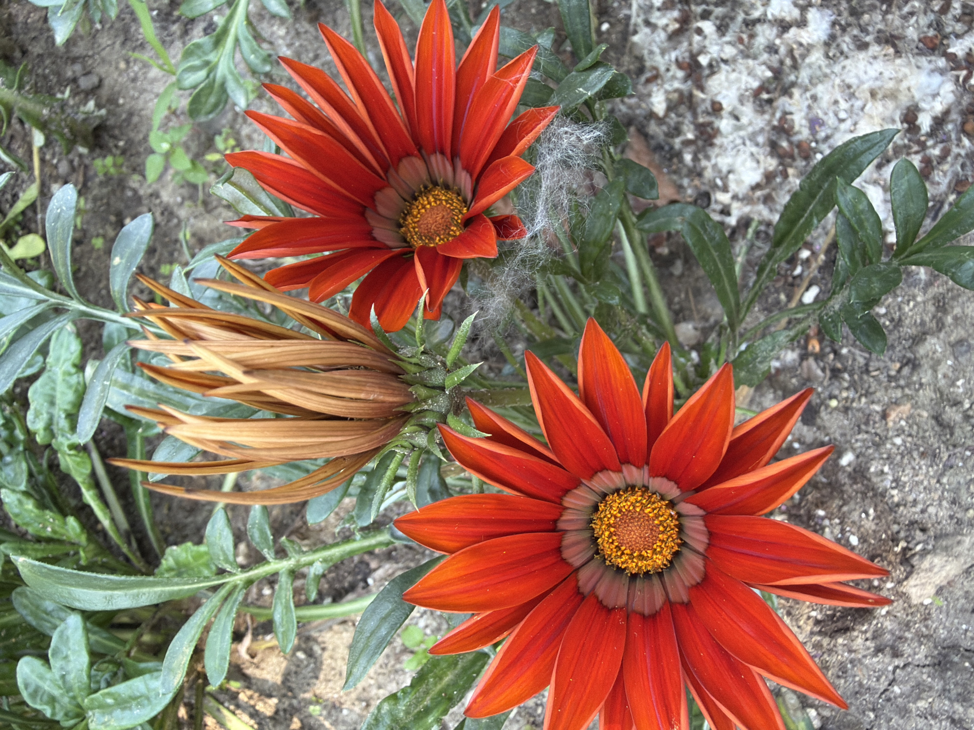 A close-up, high-angle shot captures two vibrant orange gazania flowers in bloom and one unopened bud in a patch of soil. The flowers, with their slender, pointed petals and central yellow disc, are the primary subjects. Delicate, wispy strands of white fuzz are visible around one of the blooming flowers and on the ground. Green foliage surrounds the flowers, and the soil is a mix of dirt and small stones. The scene is likely located outdoors, possibly in a garden or park within the city of Pazardzhik, Bulgaria, given the typical flora and soil composition found in the region. No people are present in the image, and the flowers are stationary. The overall lighting suggests a daytime outdoor setting.