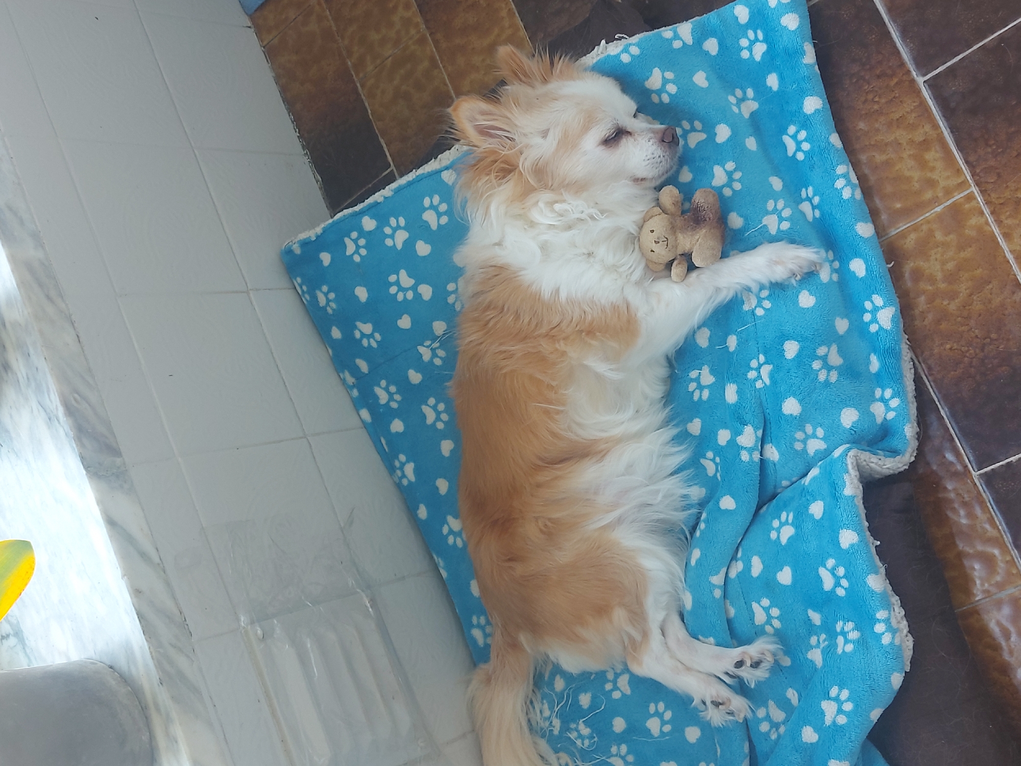 A small, long-haired dog, likely a Chihuahua or Papillon mix, with light brown and white fur, is depicted sleeping peacefully on its side. The dog is resting on a blue blanket patterned with numerous white paw prints and small hearts. It is seen cuddling a tiny, light brown teddy bear toy against its chest with its front paws. The dog's eyes are closed, suggesting deep sleep and contentment.
The setting appears to be indoors, indicated by the tiled floor surrounding the dog's blanket. Two distinct types of tiles are visible: light-colored, possibly white or light grey, on the left side of the image, and darker, brownish-red tiles on the right. A clear boundary between these two tile types runs diagonally through the frame. In the bottom left corner, a partial view of a grey cylindrical object, a bright reflection, and a yellow-green leaf-like object are present. The lighting suggests it is daytime. The overall scene conveys a sense of domestic peace and comfort. No visible text is present in the image. The context for the image is Figueira da Foz, Portugal.