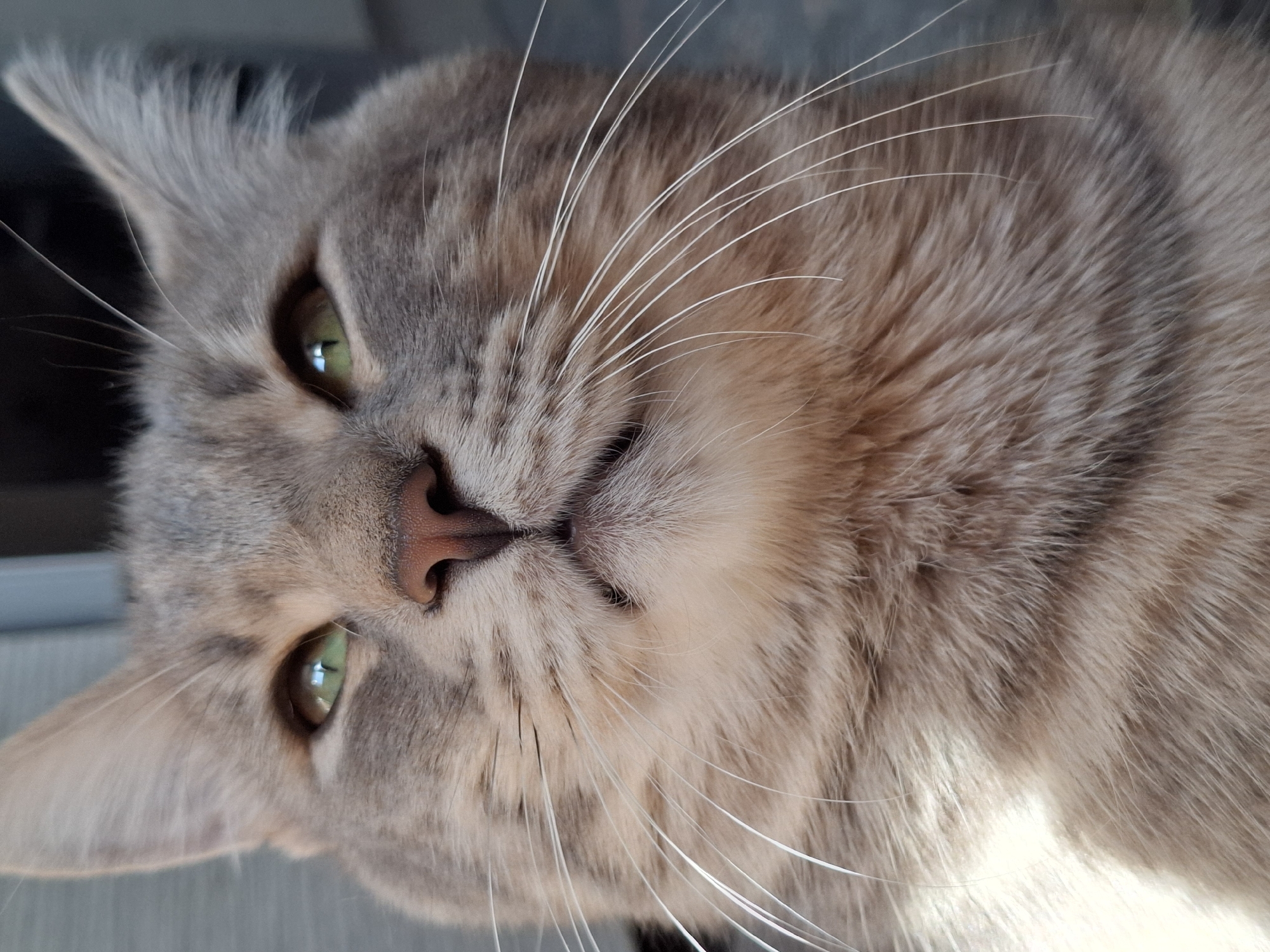 A close-up shot of a tabby cat's face is presented, focusing on its features such as the green eyes, pink nose, and long white whiskers. The cat's fur displays a mix of gray and beige hues. The background is blurred, suggesting a shallow depth of field. No people are visible. Based on the metadata, this image was possibly taken in Novi Sad, Serbia.