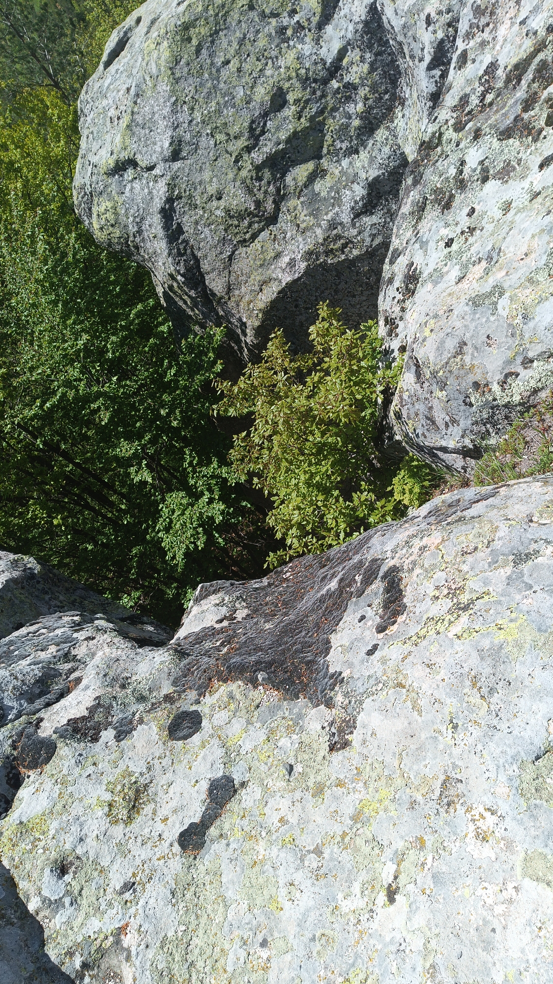 The image shows a view looking down into a rocky crevice with trees growing within. The rocks are light gray and covered in lichen. The trees are green, with some showing hints of yellowing leaves. The location is Sini Vrah, Bulgaria, based on the user's prompt.