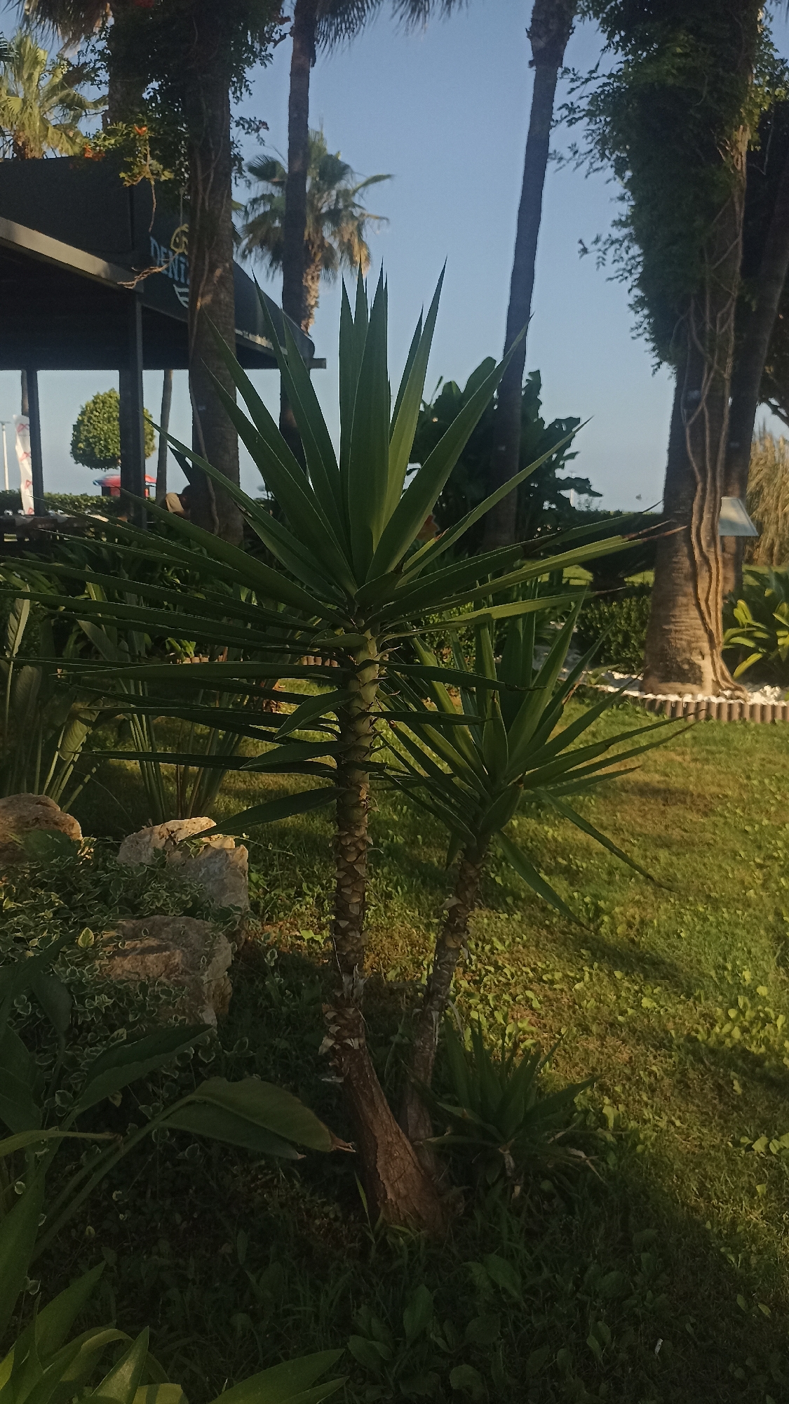 The media file shows an outdoor scene with several Yucca plants in the foreground. The plants have long, spiky green leaves and thick, textured trunks. There are also palm trees and other greenery in the background. The scene appears to be in a garden or park area. In the upper left portion of the image, a dark structure with the partial text "DENTAL" is visible. The sun is shining, suggesting it is daytime, and the sky is a clear blue. There are also rocks and grass visible in the scene, adding to the natural landscape. The overall impression is one of a warm and sunny day in a well-maintained outdoor space.