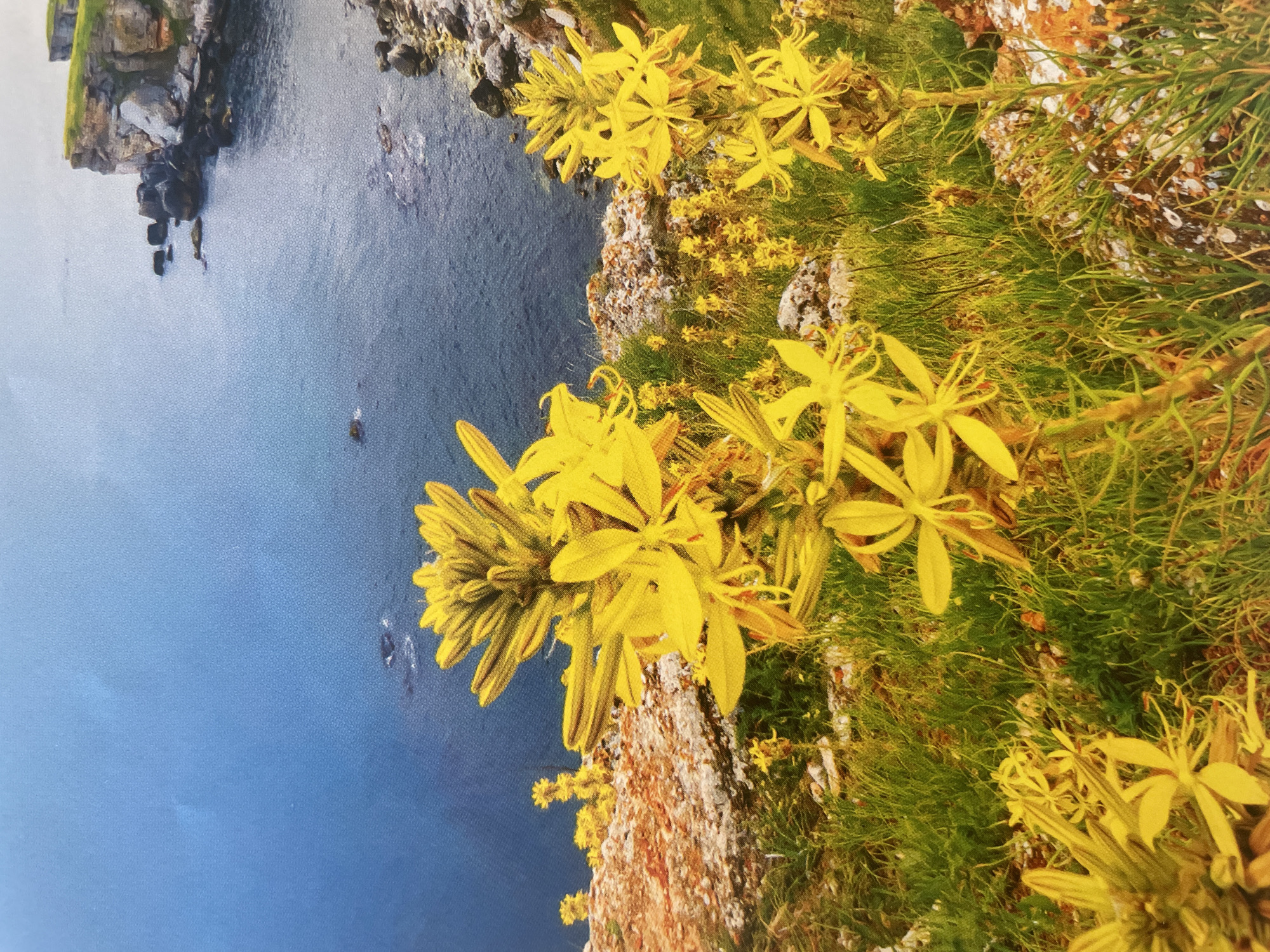 The image displays a vibrant coastal landscape viewed from a high vantage point, looking down towards the sea. In the foreground, numerous clusters of bright yellow, star-shaped flowers with elongated petals are prominent, interspersed with lush green grass and rugged rocky terrain. The flowers are densely packed, particularly in the upper right and lower sections of the frame.
Below the flourishing vegetation, a steep, rocky cliff face, primarily brown and grey with patches of white lichen, descends sharply towards a calm, deep blue-grey body of water, likely the sea. The water exhibits subtle ripples, suggesting clear, fair weather. Along the base of the cliff and further out in the water, several small, dark formations are visible, appearing to be rocks or small rocky islets. A few tiny, dark, indistinguishable objects are also present in the water, possibly very small boats or floating debris.
To the far left, a distant part of the coastline with more rocky formations is visible. The scene is illuminated by bright daylight, indicating a clear day. There are no people or man-made objects of significant size, nor is there any visible text. The image captures a serene natural environment, focusing on the contrast between the vibrant yellow flora and the deep blue of the sea against the rugged cliffs.