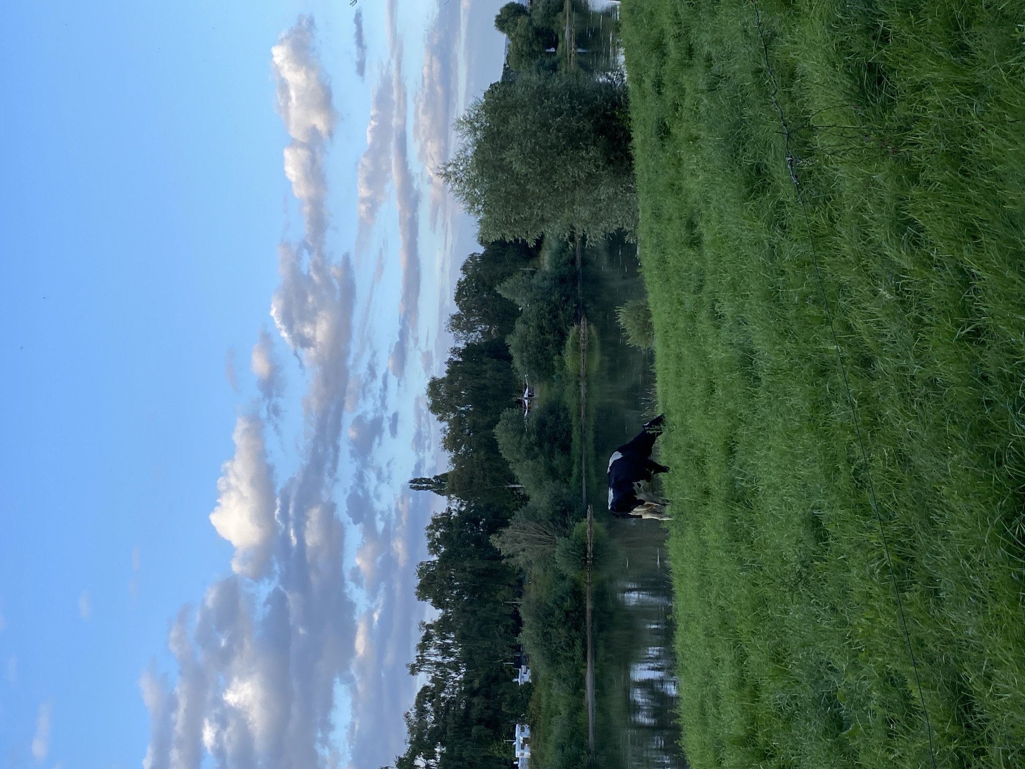 The image depicts a serene riverside scene in Rinteln, Germany. A black and white cow is grazing on lush green grass along the bank of a calm river. The river reflects the blue sky and scattered white clouds above. The opposite bank is lined with dense trees, and in the distance, several white caravans are visible, suggesting a campground or recreational area. The overall environment is natural and tranquil, with a focus on the cow and its surroundings.
