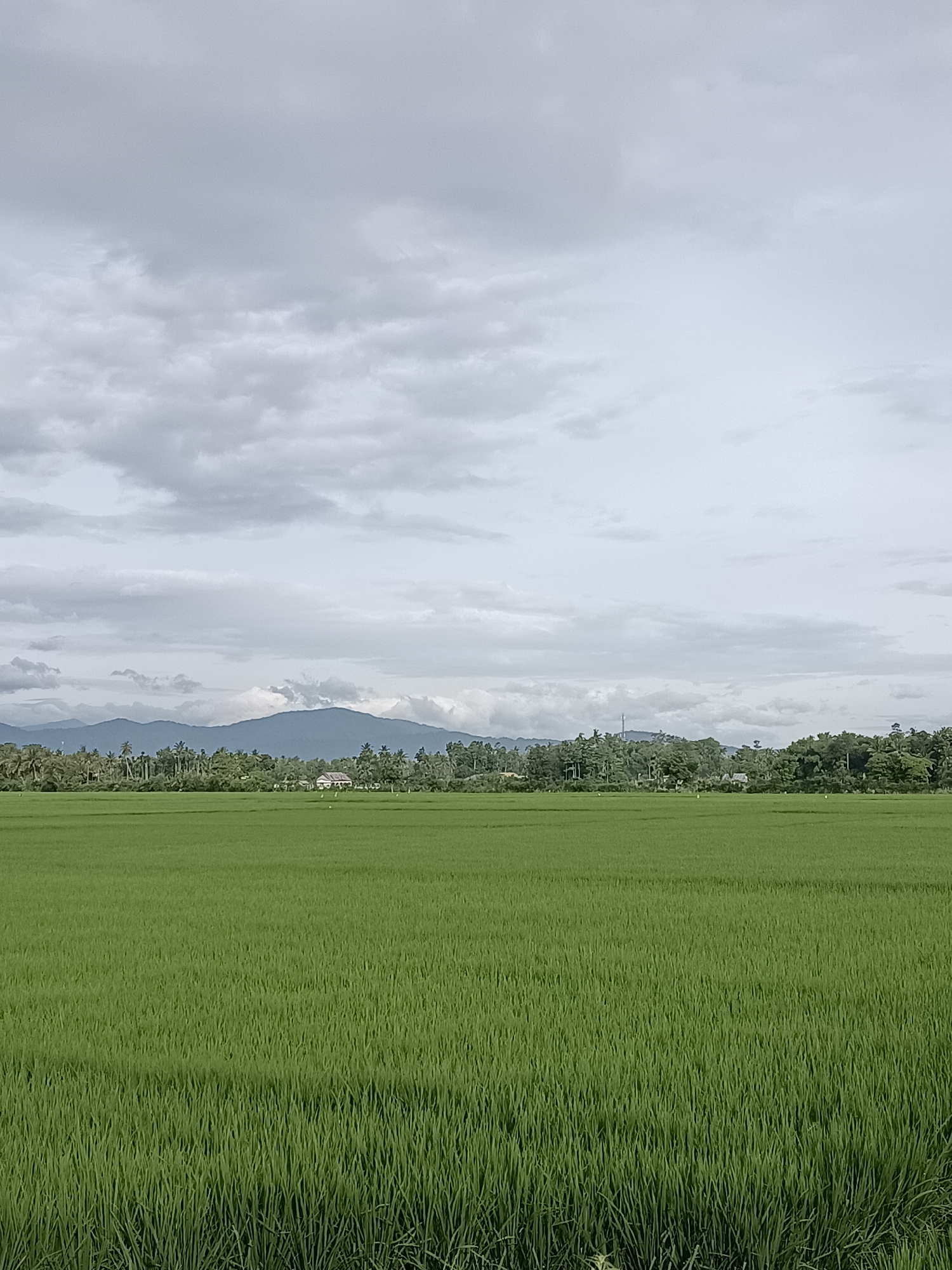 The image depicts a vast, vibrant green rice paddy field under a cloudy, overcast sky. In the middle ground, a line of lush green trees and a few scattered houses form a backdrop. Beyond the trees, a range of blue-tinged mountains stretches across the horizon. The overall scene is serene and rural, likely captured in the early morning or late afternoon due to the diffused light. The specific location is the village of Blang Lilue, Indonesia.