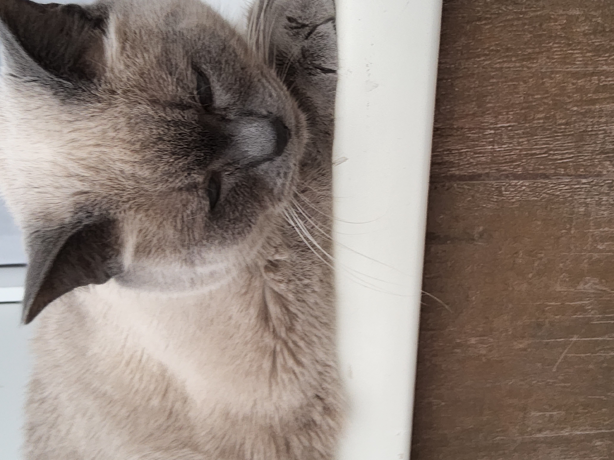 The image shows a close-up view of a grey cat lying on a white surface. The cat has dark points on its ears and face. The background consists of a brown, textured surface, possibly wood or laminate flooring, with vertical lines. The lighting appears to be natural daylight. There is no indication of the city of Krasnoyarsk, Russia, in the image itself.
