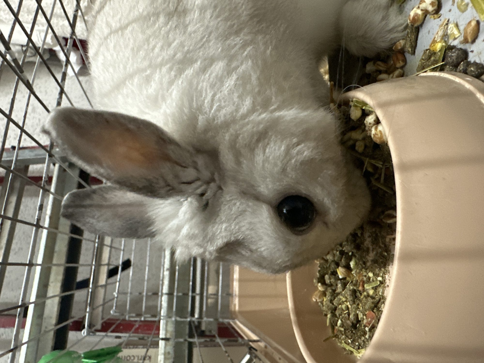 A white rabbit is eating from a light brown bowl inside a wire cage. The rabbit's head is close to the bowl, and its ear is near the cage. The bowl contains a mixture of pellets and other small items.