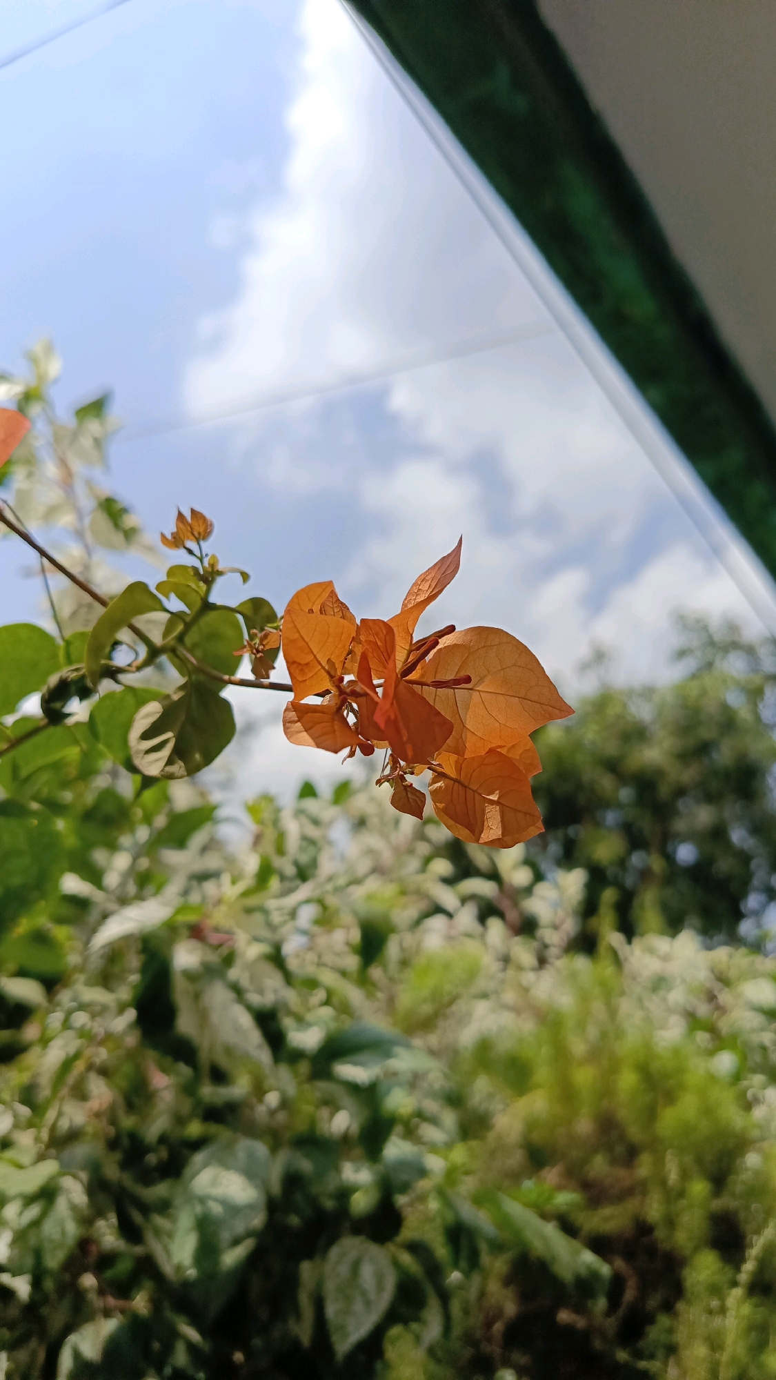 This is a close-up, low-angle photograph of an orange bougainvillea flower against a bright blue sky with scattered white clouds. The flower is in the foreground and is sharply in focus, with its delicate, papery petals illuminated by sunlight. To the left of the orange flower, there are green leaves and the beginnings of white bougainvillea flowers. The background is a soft blur of more greenery, suggesting dense foliage. In the upper right corner, a dark green, slightly textured surface, possibly a window frame or railing, cuts diagonally across the frame. The overall impression is that of a bright, sunny day, likely outdoors in a garden or natural setting within the city of Kebumen, Indonesia. No people are visible in the image.