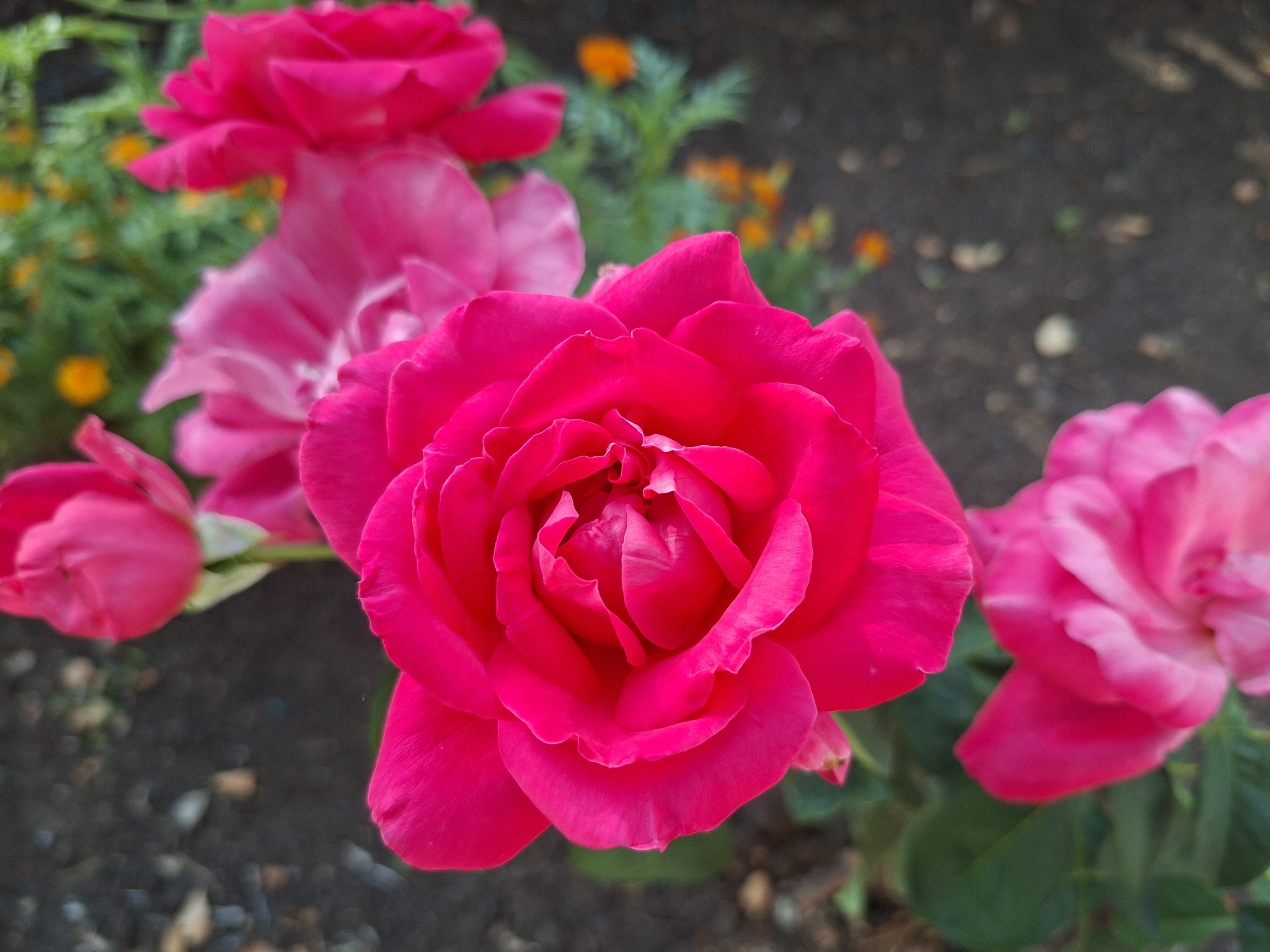 In the city of Oleksandropil, Ukraine, this image presents a close-up, eye-level view of several vibrant pink roses in bloom. The primary subject is a large, fully opened rose in the foreground, its petals a rich, saturated magenta. To the upper right and upper left, two smaller, unfurling rosebuds share the same intense pink hue. In the middle ground, to the right of the main rose, are several larger, less defined pink petals, some appearing slightly lighter in shade. Behind the roses, the background is a blur of dark soil and foliage, interspersed with small, out-of-focus specks of orange and yellow, suggesting other flowers or plants. The overall lighting is soft, with no harsh shadows, indicating it might be an overcast day or late afternoon. The scene is peaceful and natural, focusing entirely on the beauty of the flowers in what appears to be a garden setting.