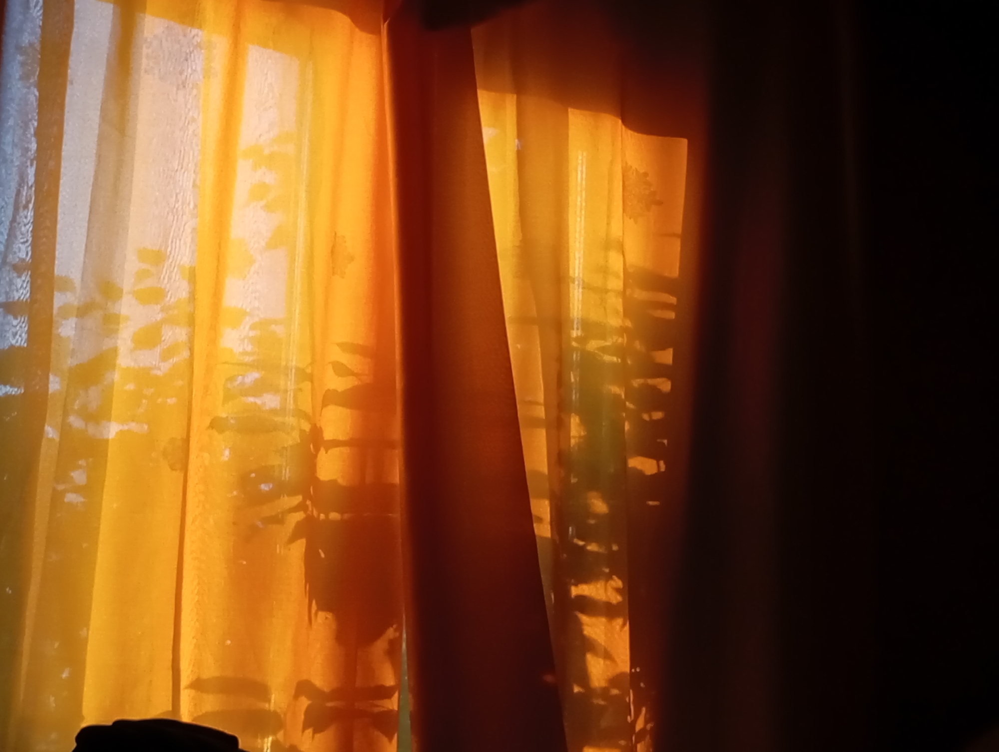 A close-up shot shows translucent, orange-yellow curtains partially obscuring a window. Silhouetted plant foliage casts shadows onto the curtains. A dark shadow falls across the right portion of the image. Location: Unknown, Unknown.