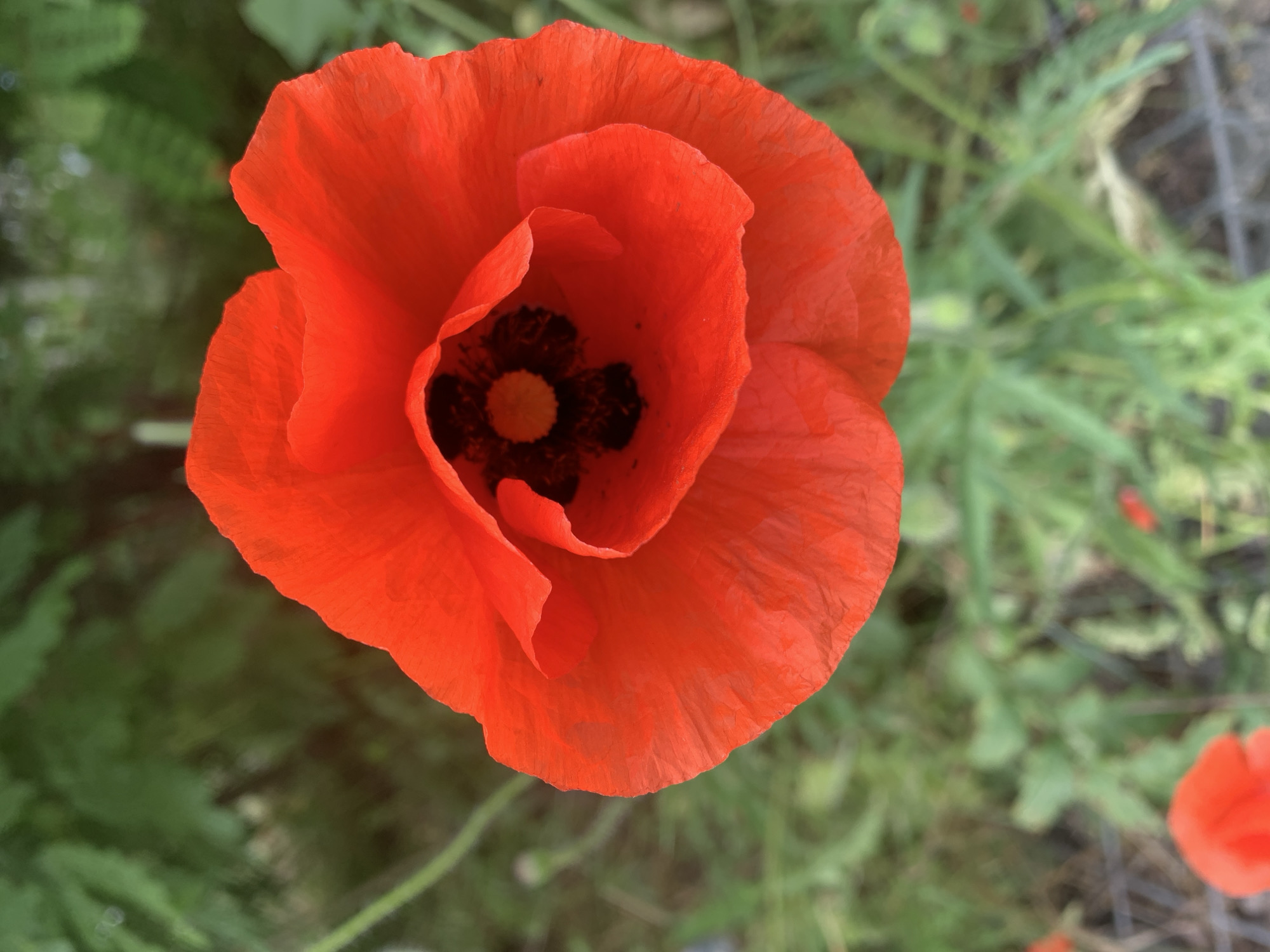 This is a close-up, high-angle shot of a vibrant red poppy flower in full bloom. The flower dominates the center of the frame, with its delicate, crinkled petals unfurling to reveal a dark, almost black center speckled with yellow pollen. The background is a soft, blurred tapestry of green foliage and grass, indicating an outdoor setting, likely a garden or natural area. The lighting suggests it is daytime, with the sun illuminating the flower from above, casting subtle shadows within its depths. The image quality is sharp on the flower, highlighting its texture and color, while the background is intentionally out of focus, drawing the viewer's attention to the main subject. There are no people or animals visible in the image. The overall impression is one of natural beauty and simplicity, focusing solely on the intricate details of the poppy. The location in Hostomel, Ukraine, is not evident from the visual information within the image itself.