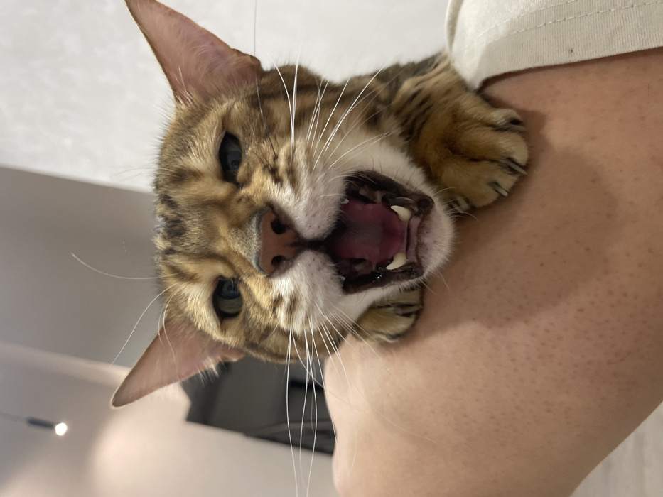 A Bengal cat with distinctive brown and black rosette markings is depicted in a close-up, angled shot, resting on a human's bare right shoulder. The cat's mouth is wide open, exposing its pink tongue, sharp fangs, canines, and incisors. Its eyes are partially closed, appearing green. Prominent white whiskers extend from its muzzle. The cat's front paws, displaying visible claws, are gripping the skin of the human shoulder. The human's light-skinned upper arm and shoulder are visible, showing pores and fine hair. A portion of a light-colored garment is visible on the human's right side. The background is out of focus, indicating an indoor setting with light-colored walls and ceiling. A single, dark, cylindrical light fixture is mounted on the ceiling in the upper left. The lighting is uniform and artificial. The scene is situated in an unspecified indoor location within the city of Izhevsk, Russia.