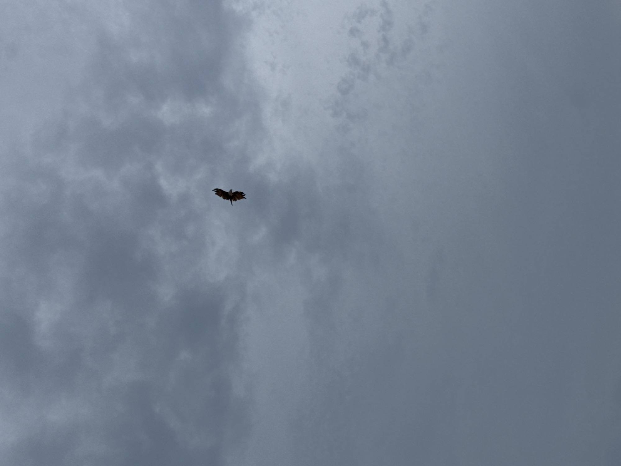 A solitary bird, possibly a bird of prey, is captured mid-flight against a backdrop of overcast, grey skies. The bird is positioned slightly to the left of the frame's vertical center and nearer to the top edge. Its wings are spread, with the primary feathers distinctly visible. The bird's body is dark brown with lighter brown or reddish-brown markings on its underside and tail. The cloudy sky fills the majority of the frame, with varying densities of clouds creating a textured, muted grey canvas. The scene evokes a sense of expansive sky and a lone creature navigating it.