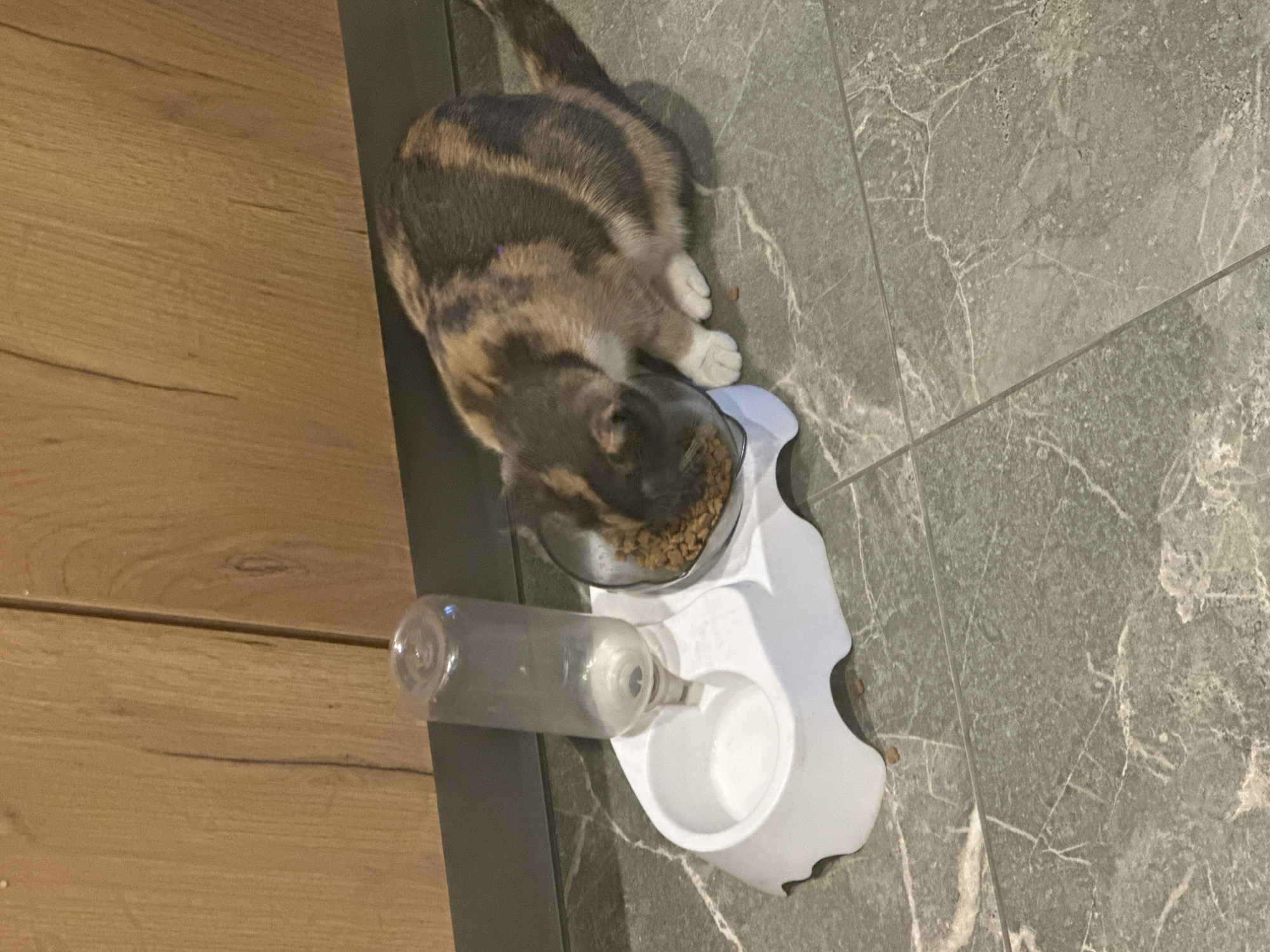 A calico cat is eating kibble from a clear bowl that is part of a white plastic dual-feeder with an attached water dispenser. The feeder is situated on a gray, marble-patterned tile floor. Behind the feeder, a section of wooden cabinetry is visible. The cat is in focus, with its head down in the food bowl. The scene appears to be indoors.
