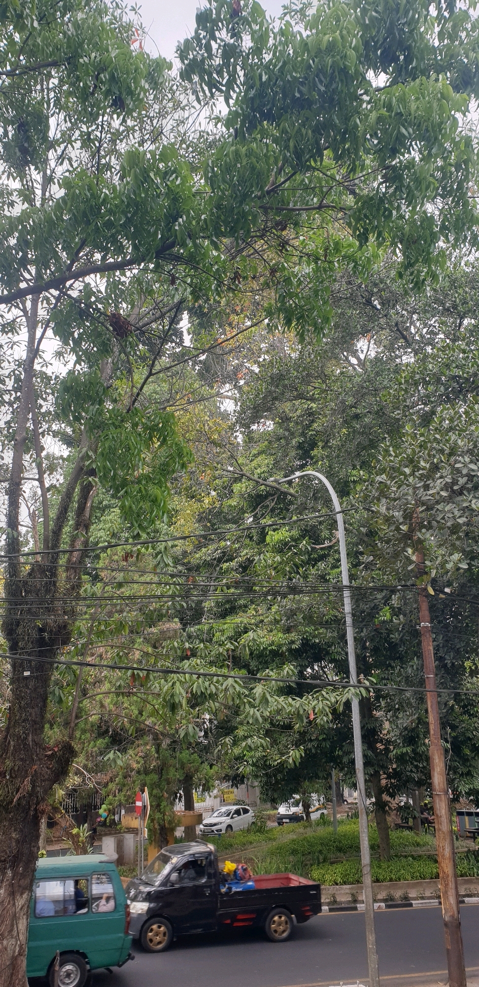 The image captures a street scene in Bandung City, Indonesia, characterized by lush green foliage and overhead power lines. In the foreground, a green utility van and a black pickup truck are driving on a paved road. The pickup truck's bed contains several items, including blue plastic sheeting, yellow objects, and red accents. Behind the vehicles, a variety of trees with dense leaves dominate the landscape, with a white street lamp visible among them. Further back, there's a glimpse of more trees and some buildings. The sky is overcast.