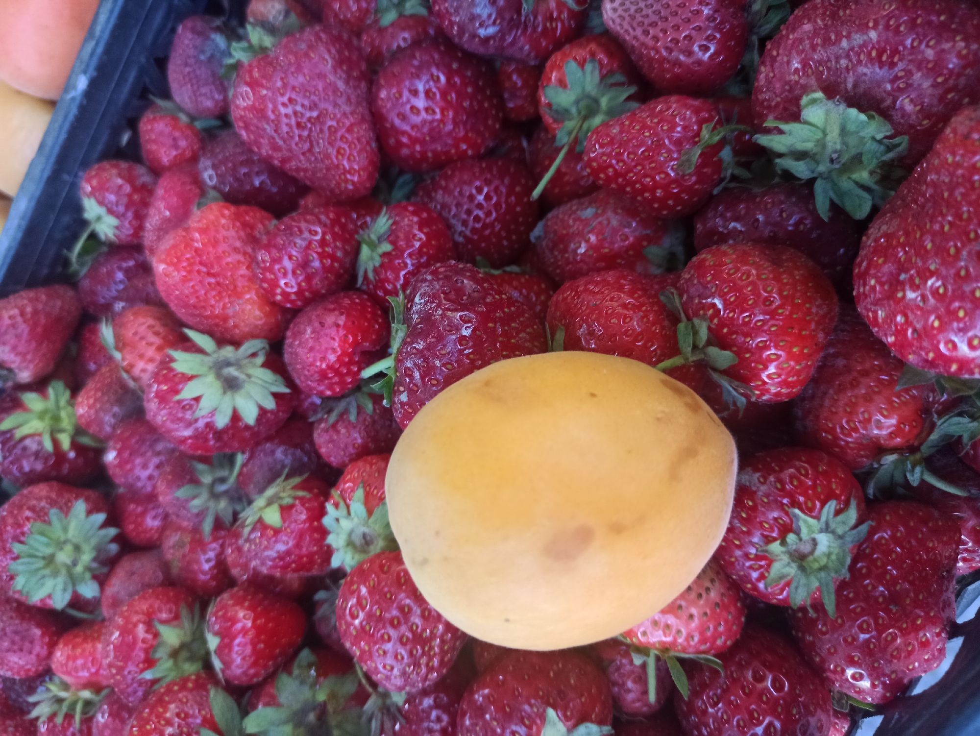 The image shows a close-up, overhead view of a pile of fresh strawberries, with a single, ripe apricot placed on top of the strawberries. The strawberries are a vibrant red, with some showing slight blemishes, and many still have their green stems and leaves attached. The apricot is a soft yellow-orange color and is smooth in appearance. The fruits are packed tightly together, suggesting they might be in a market stall or a container. The background is blurred, but it appears to be a dark surface, possibly a crate or basket. The lighting suggests it is daytime, possibly outdoors or in a well-lit indoor setting. There are no people visible in the image, and no specific landmarks or indicators of the location in Kryvyi Rih, Ukraine, can be identified.