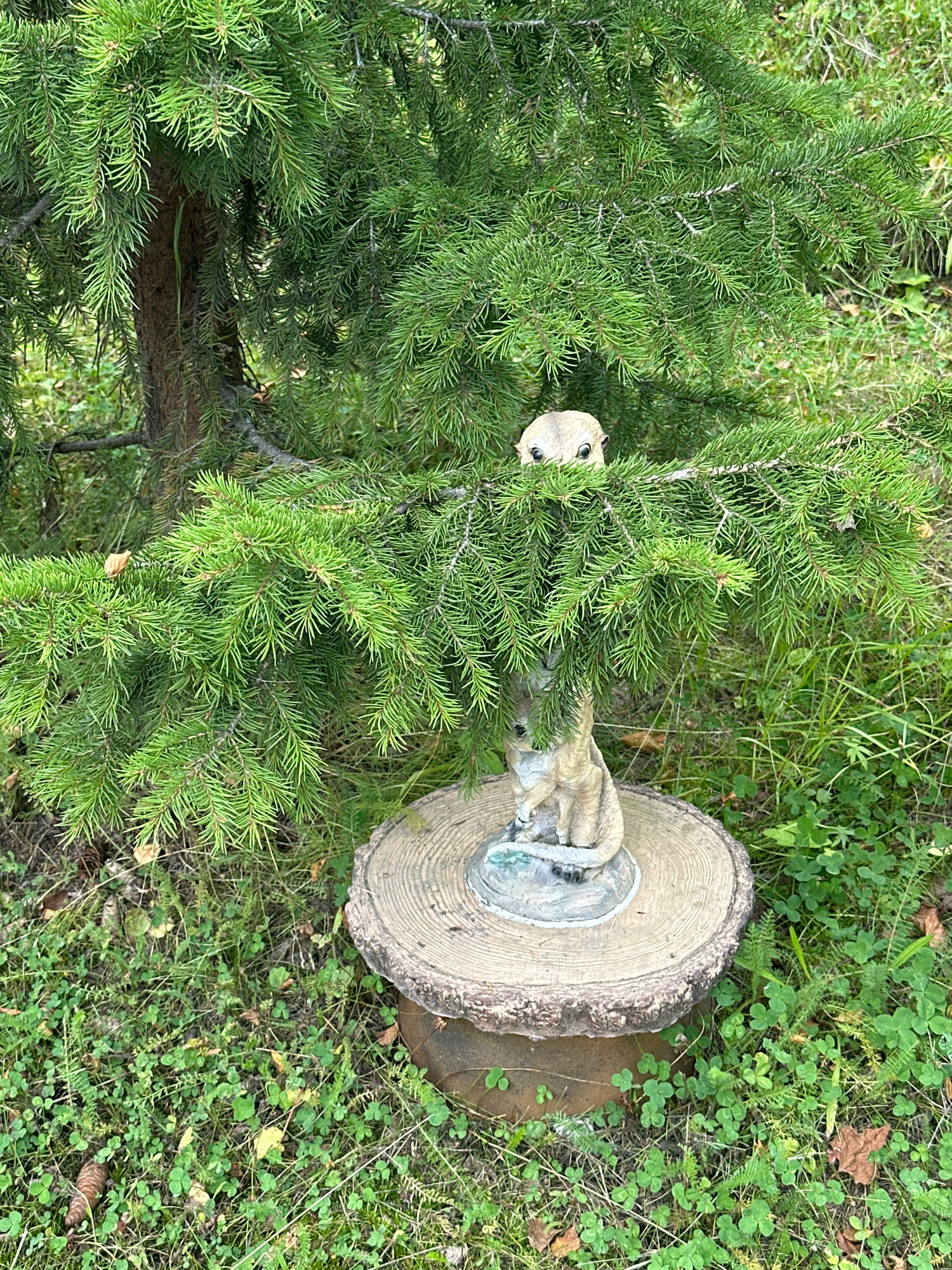 An outdoor scene features a small, decorative squirrel figurine peeking out from behind the branches of a green evergreen tree. The figurine, made of a light brown material, is positioned on a round, wooden base, which is itself supported by a darker, possibly metal, base. The base is situated on the ground, which is covered with grass and clover. A pine cone is visible on the ground near the base. The overall setting suggests a garden or natural environment. The specific location in the city of Zverosovkhoz, Russia, is not evident from the image itself.