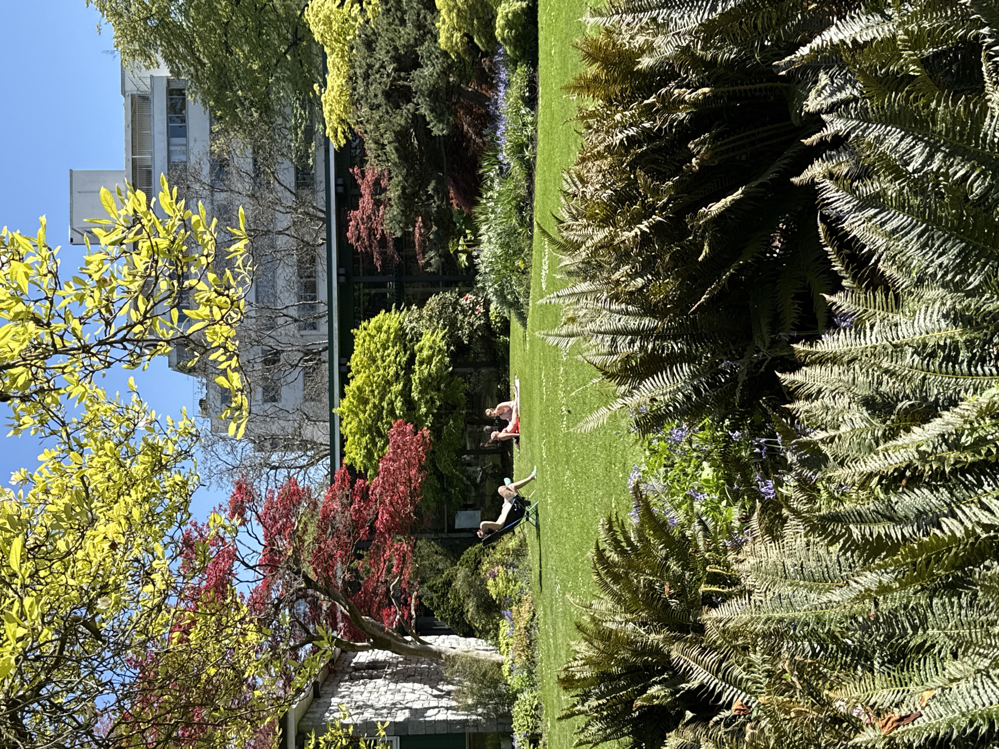 The image depicts a vibrant, sunny day in a lush park or garden, likely in Vancouver, Canada. The scene is dominated by abundant greenery and a clear blue sky.
In the foreground and to the right, large, detailed fronds of ferns create a dense, textured natural border. A wide expanse of meticulously maintained green lawn stretches across the midground. On this lawn, at least two people are visible enjoying the pleasant weather. One individual is seen reclining comfortably on a black chair, with their legs extended. Another person is lying flat on their back directly on the grass, dressed in light-colored attire. A third person appears to be seated further back on the lawn. Their postures suggest a relaxed atmosphere, as they soak in the sunlight.
The background is a rich tapestry of diverse foliage. Trees with bright, almost fluorescent yellow-green leaves are prominent on the left and in the upper parts of the frame, contrasting with a striking tree displaying deep red leaves, possibly a Japanese maple, near the center. Other trees and shrubs of various green hues fill the scene. On the far left, partially obscured by trees, a stone wall or building is visible. In the distant background, a tall, modern-looking white building with numerous windows stands against the brilliant blue sky, indicating an urban setting bordering this serene green space. The strong sunlight casts distinct shadows, highlighting the textures and vibrant colors of the plants. The overall impression is one of peaceful outdoor leisure on a beautiful, clear day, likely in spring or early summer due to the fresh leaf colors. There is no visible text in the image.