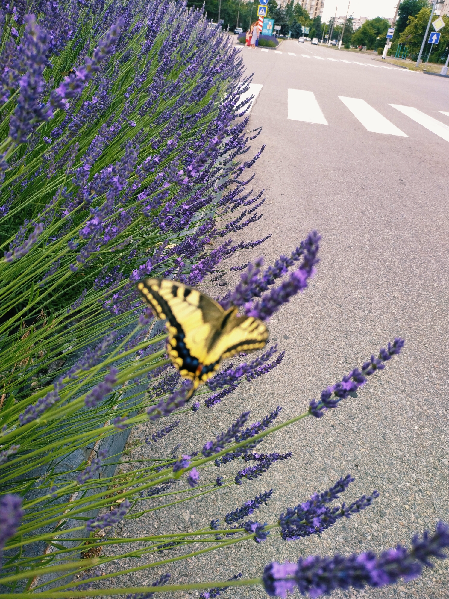 A butterfly with yellow and black wings is perched on a stalk of lavender. The butterfly is in focus, with the lavender and a street in the background blurred. The lavender is a vibrant purple and green, with many stalks and flowers. The street is gray asphalt with white crosswalk stripes. In the distance, there are buildings and trees. The image appears to be taken outdoors during the daytime. The overall mood is peaceful and natural. There is no visible text in the image.