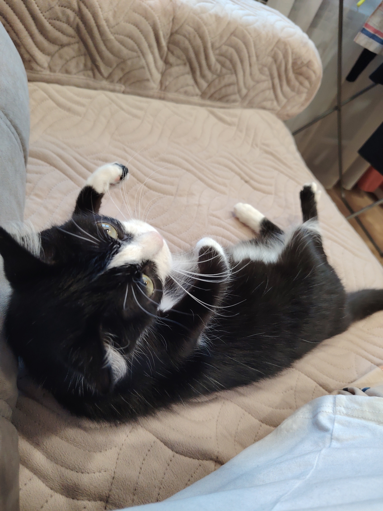 A tuxedo cat with white paws and whiskers lies on its back on a tan quilted couch. The cat is predominantly black with white markings on its face and paws. Its eyes are open and it appears to be looking at the camera. The background includes part of the couch and some blurred items near a window. The location is unspecified.