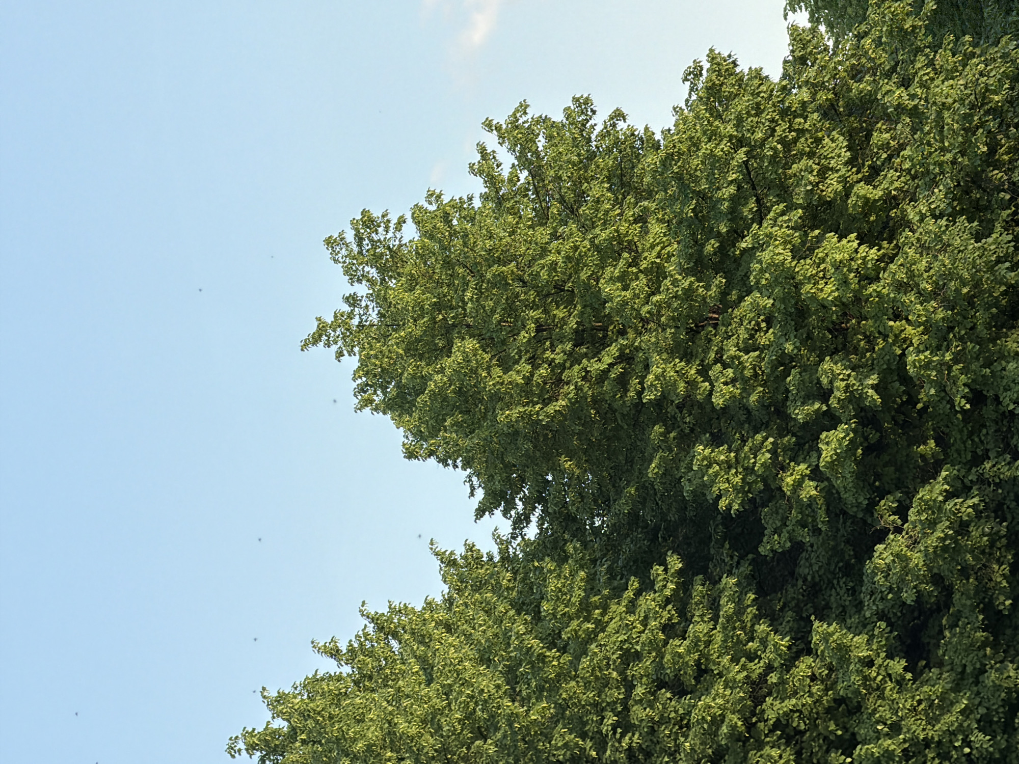 The image shows the upper portion of a lush, green tree canopy against a pale blue sky. The tree fills the right side of the frame, with the sky dominating the left. Small, dark specks, possibly insects or debris, are scattered in the sky. The leaves appear dense and full, suggesting a healthy tree. The light is bright and even, indicating daylight. The location and the city of Moscow, Russia, are not evident in this image.