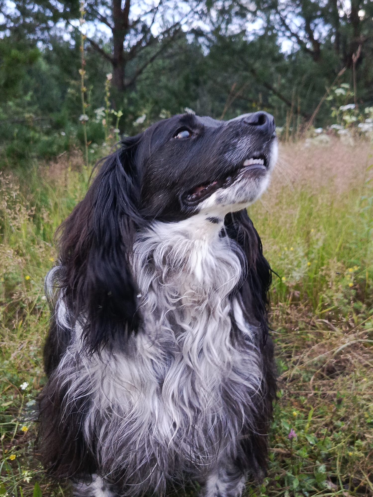 An eye-level medium shot captures a black and white long-haired dog sitting in a grassy field with trees in the background. The dog is looking upwards and to the right, with its mouth slightly open, revealing its teeth. Its fur is predominantly black with white markings on its chest and face. The background consists of tall, dry grass and scattered green foliage, with the blurred shapes of trees and a light-colored sky visible behind them. The setting appears to be a natural outdoor environment, likely a park or a field on the outskirts of Kauchuk Stantsiya, Russia.