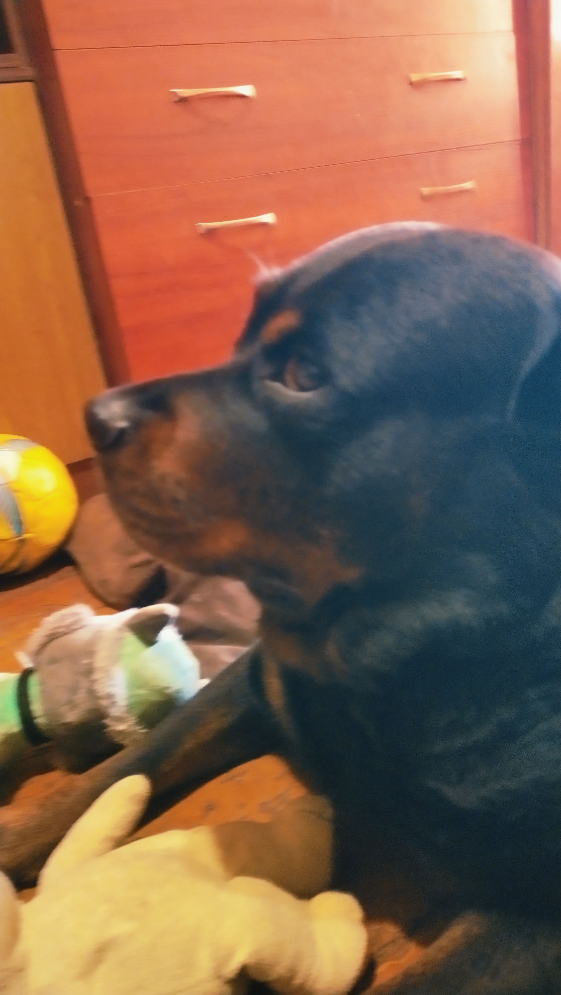 The image shows a Rottweiler dog lying down indoors, with its head turned to the side. The dog is black with brown markings. In the background, there is a wooden dresser with two drawers, each with a horizontal metallic handle. To the left of the dresser is a portion of a yellow ball with blue markings, likely a toy. In the foreground, partially obscured by the dog, are some plush toys, one of which is light-colored and resembles a stuffed animal. The scene appears to be set in a residential area within the city of Horishni Plavni, Ukraine.