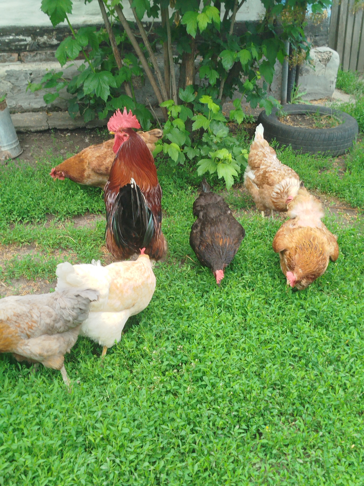 This image, taken in the city of Ustyvytsia, Ukraine, depicts a rural outdoor scene with a group of chickens on a patch of green grass. A prominent rooster with dark iridescent tail feathers and a bright red comb stands centrally. Several hens are scattered around, some with brown and white plumage, and one with a darker, almost black color. Behind the chickens, there is a patch of dense green foliage from a tree or bush, and a rough, grey stone structure is visible. To the right, a worn tire lies on the ground, partially filled with soil, suggesting a rustic setting. The ground is covered in short, green grass, with some patches of bare earth visible. The overall impression is one of a natural, rural environment with domestic fowl.
