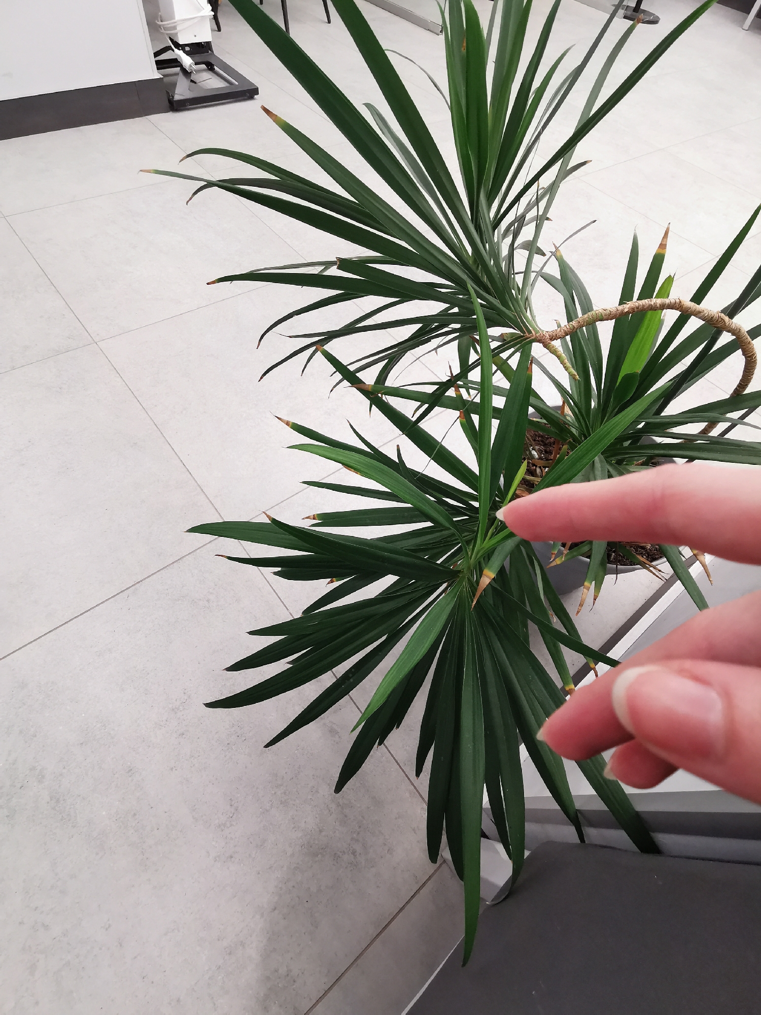 The image shows a plant with long, pointed green leaves in a gray pot. The plant appears to be indoors, on a gray tiled floor. A person's hand with two fingers extended is touching the plant. The location is unknown, Unknown.