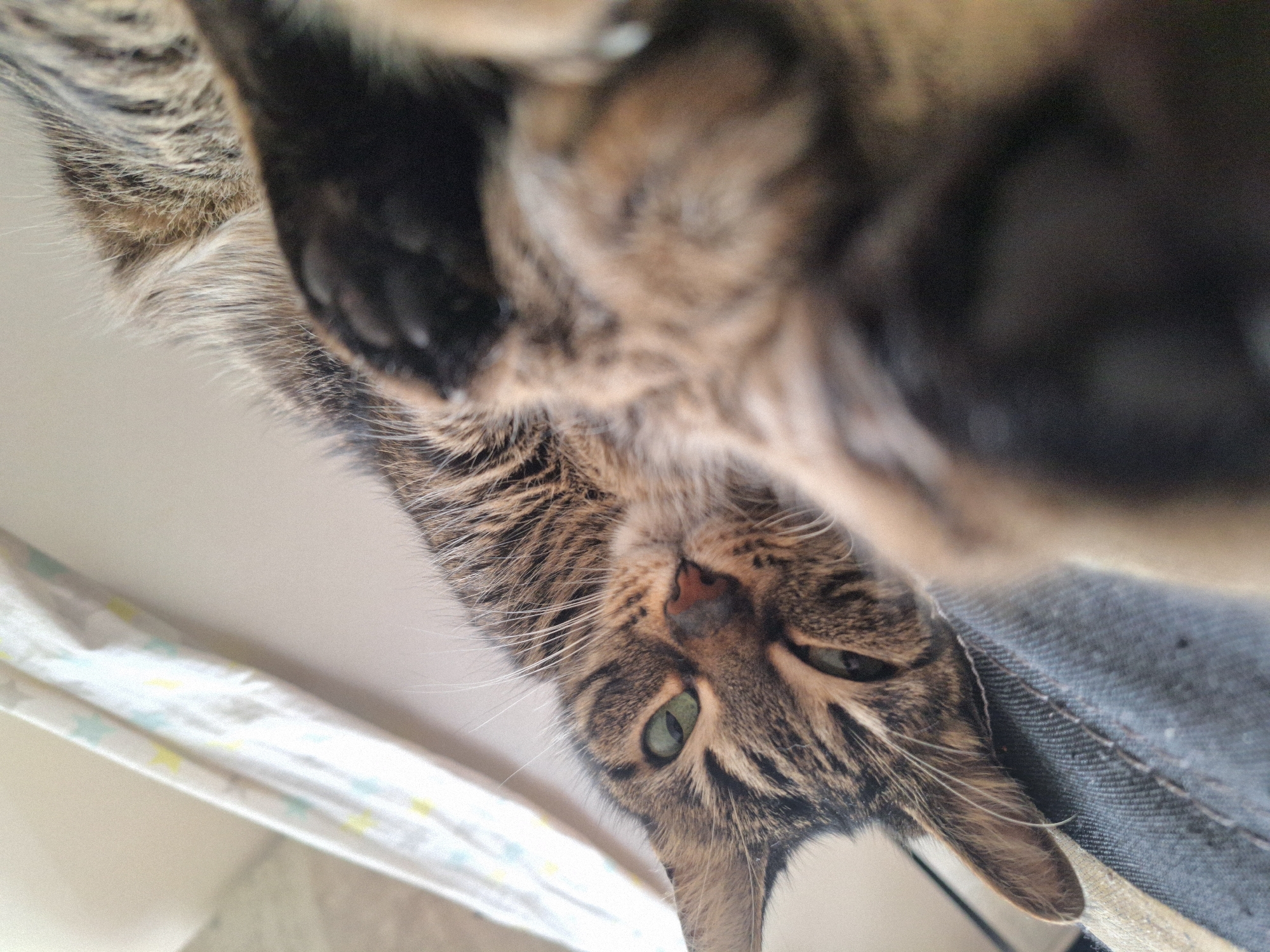 A close-up, slightly upside-down view of a brown tabby cat. The cat has green eyes and a pink nose. Its paws are close to the camera and out of focus. The background includes a white surface with a patterned sheet and a blue denim surface. The location is Unknown, Unknown.