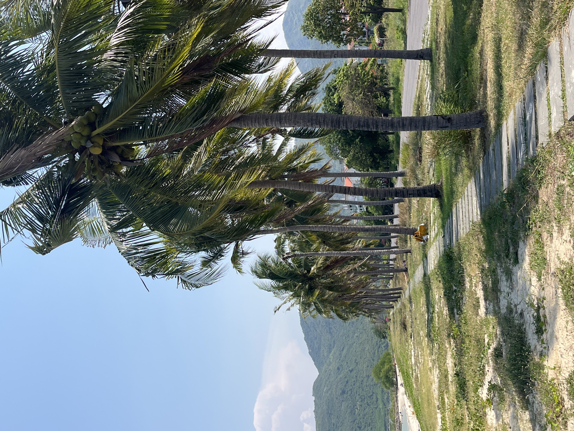 The image shows a row of palm trees lining a path in Nam Nha Trang Ward, Vietnam. The path is made of rectangular stone or concrete slabs, with grass and sand on either side. In the distance, a mountain range is visible under a clear blue sky. The scene conveys a tropical, coastal environment. No human activity is explicitly depicted, although a possible person/object wearing a yellow garment could be present at the center-right of the image, between trees, on the concrete path.