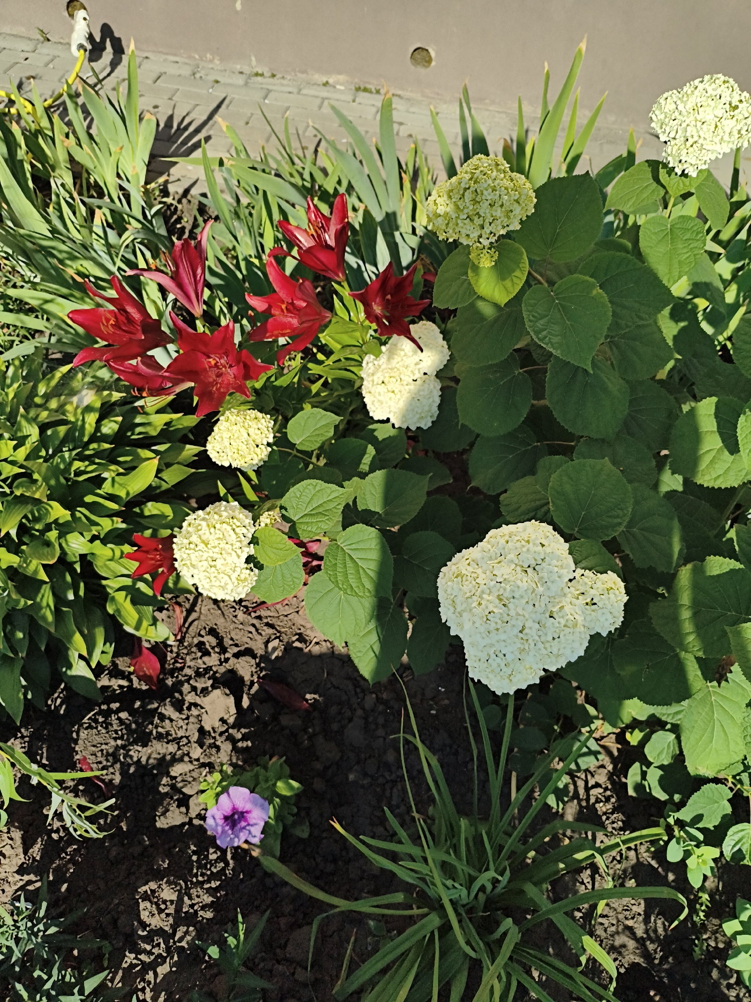In an outdoor garden setting, a cluster of vibrant red lilies with pointed petals stands prominently against a backdrop of lush green foliage. Interspersed with the lilies are large, spherical white hydrangea blooms, some appearing creamy white and others a lighter shade of green. The ground beneath the plants is dark soil, with dappled sunlight casting shadows across its surface. A single small purple petunia with delicate petals is visible near the bottom of the frame, adding a touch of contrasting color. In the upper left corner, a yellow garden hose is partially visible, coiled next to a paved pathway. The scene suggests a well-maintained garden on a sunny day.